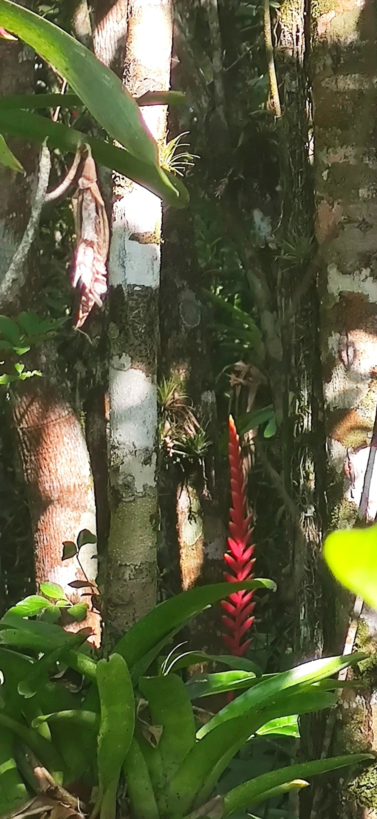 Gravatinha (Vriesea ensiformis), plantas, fotografado em Maresias, São Sebastião