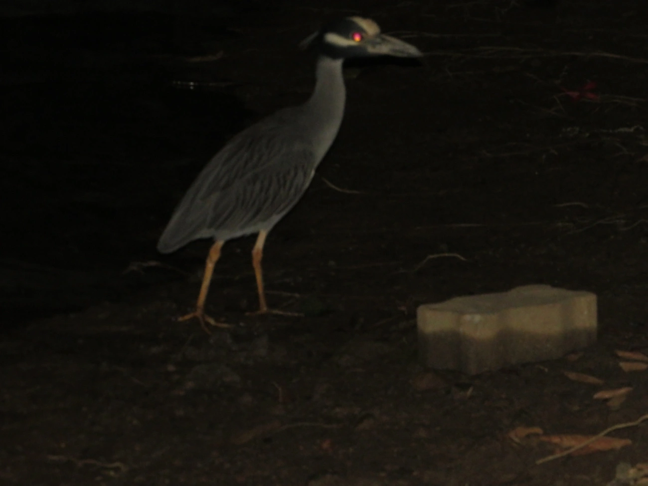 Savacu-de-coroa (Nyctanassa violacea), aves, fotografado em Caraguatatuba