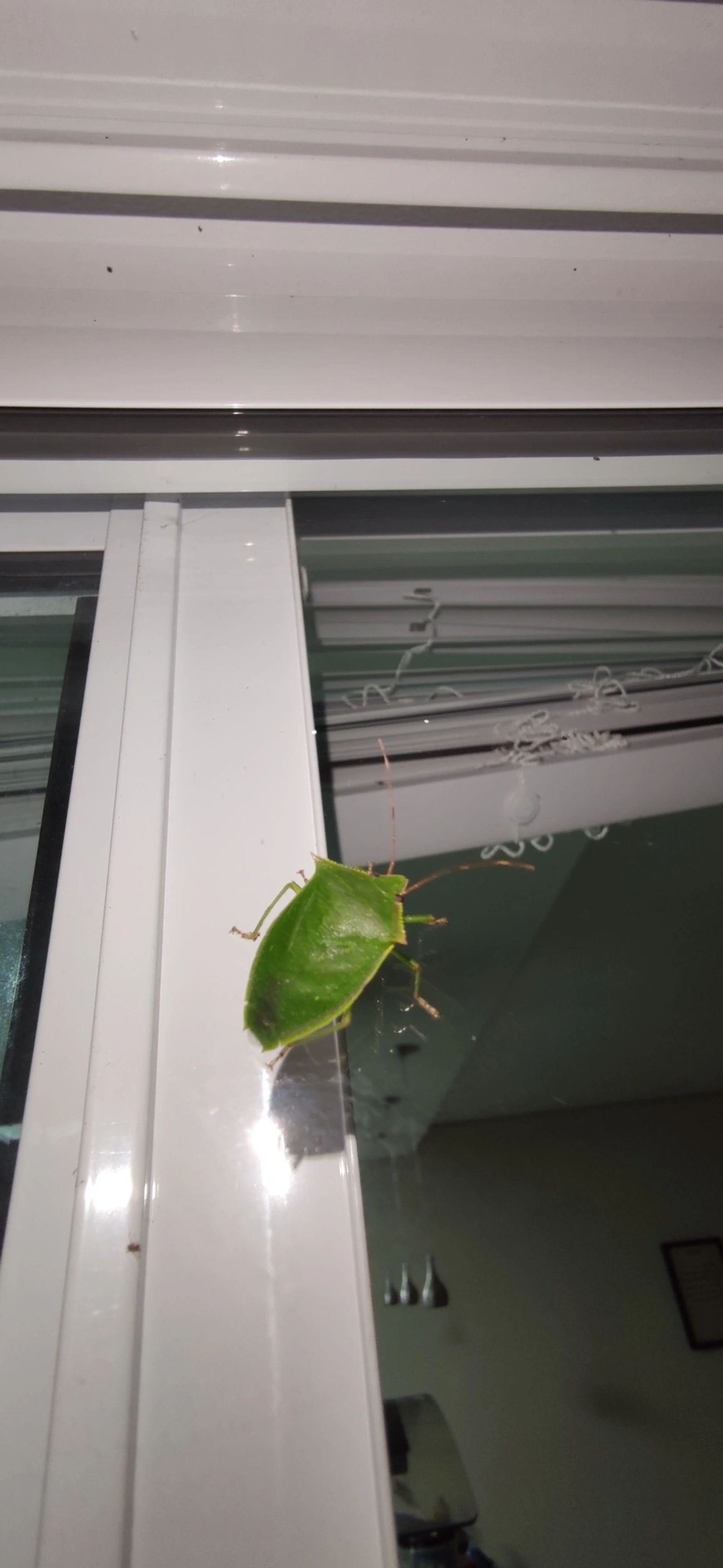 Percevejo-verde (Loxa viridis), insetos, fotografado em Maresias, São Sebastião