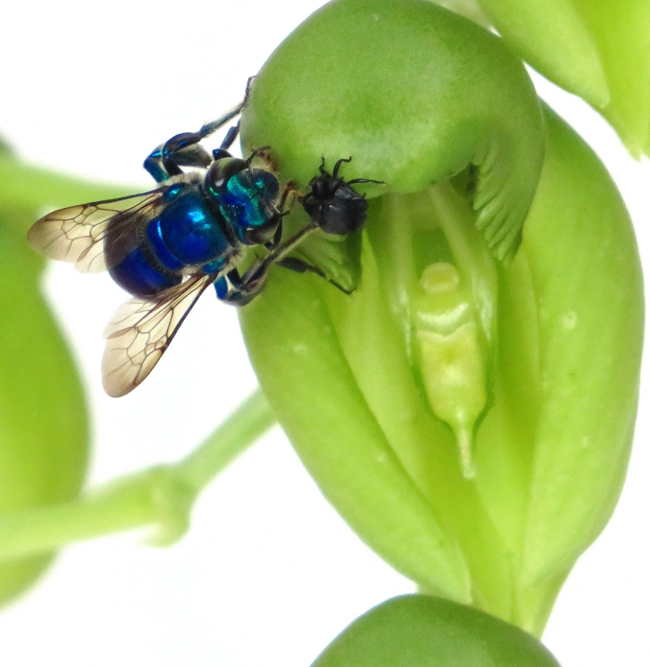 Euglossella, insetos, fotografado em Maresias, São Sebastião