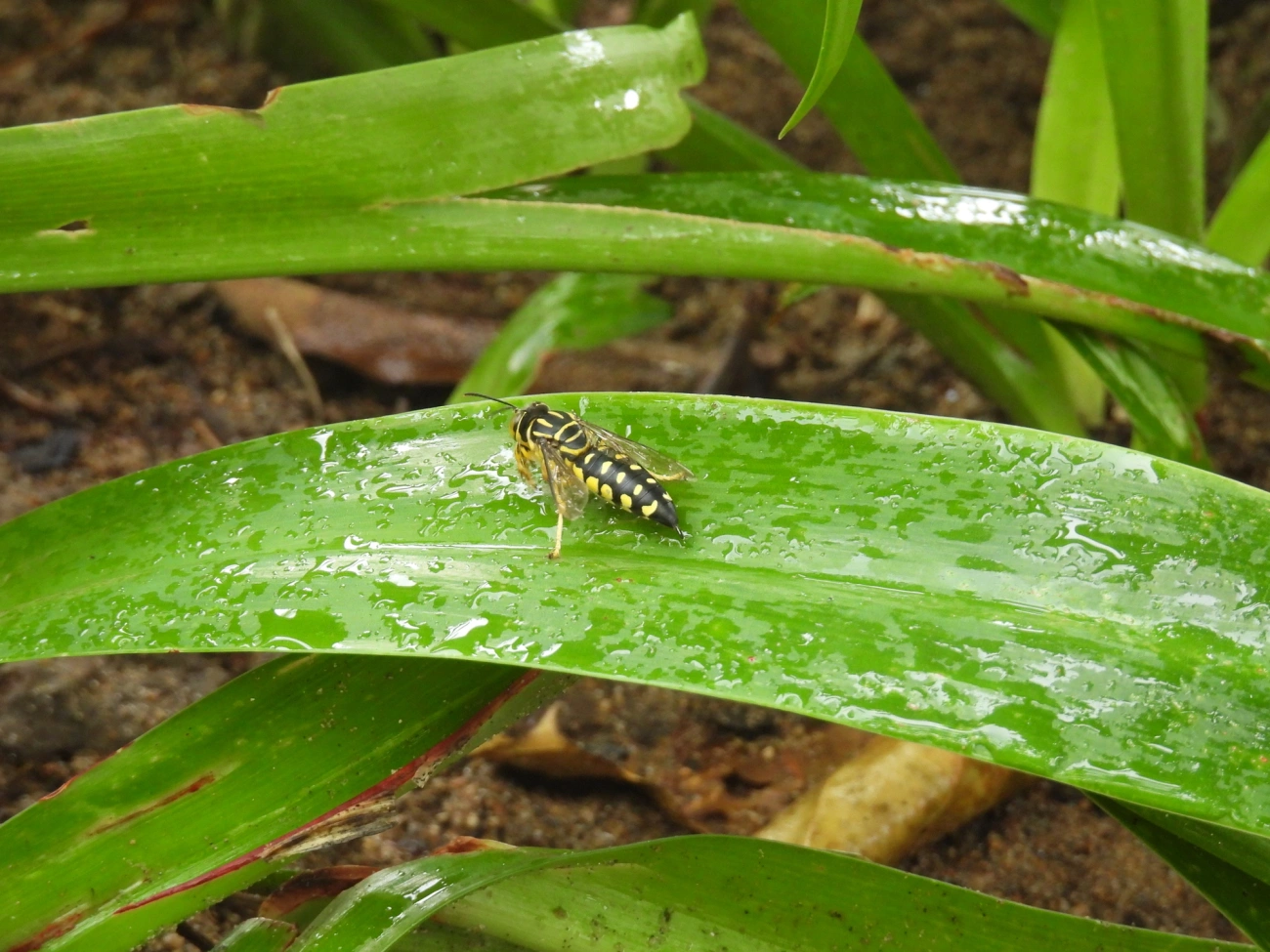 Vespa-da-areia (Stictia maculata), insetos, fotografado em Bonete, Ilhabela