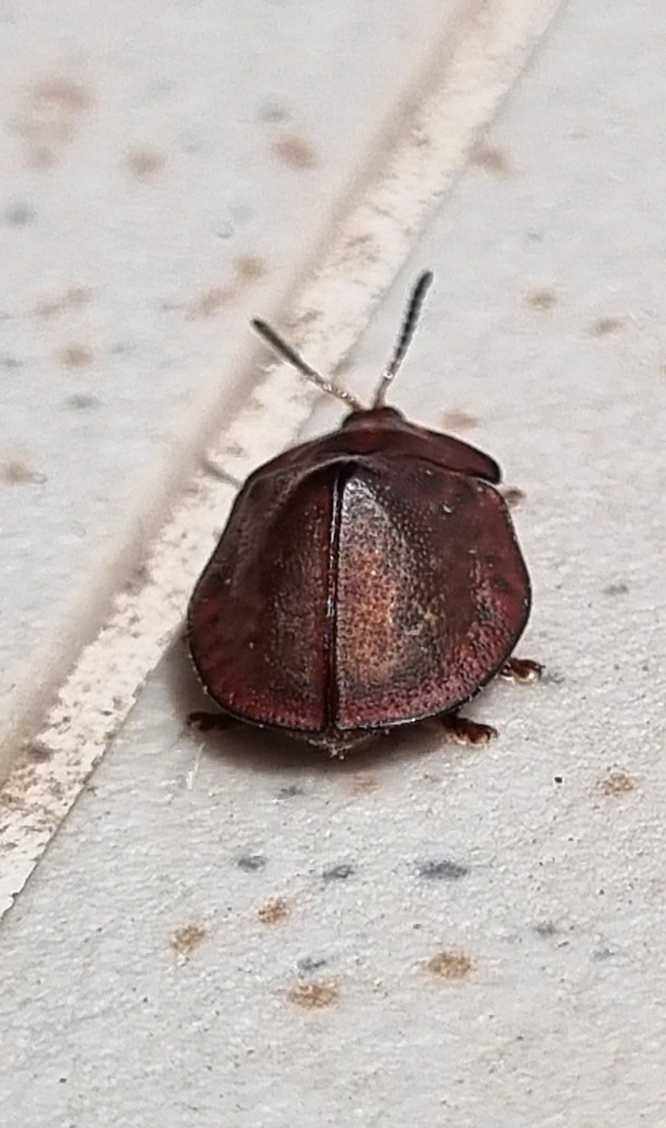 Chelymorpha, insetos, fotografado em Maresias, São Sebastião