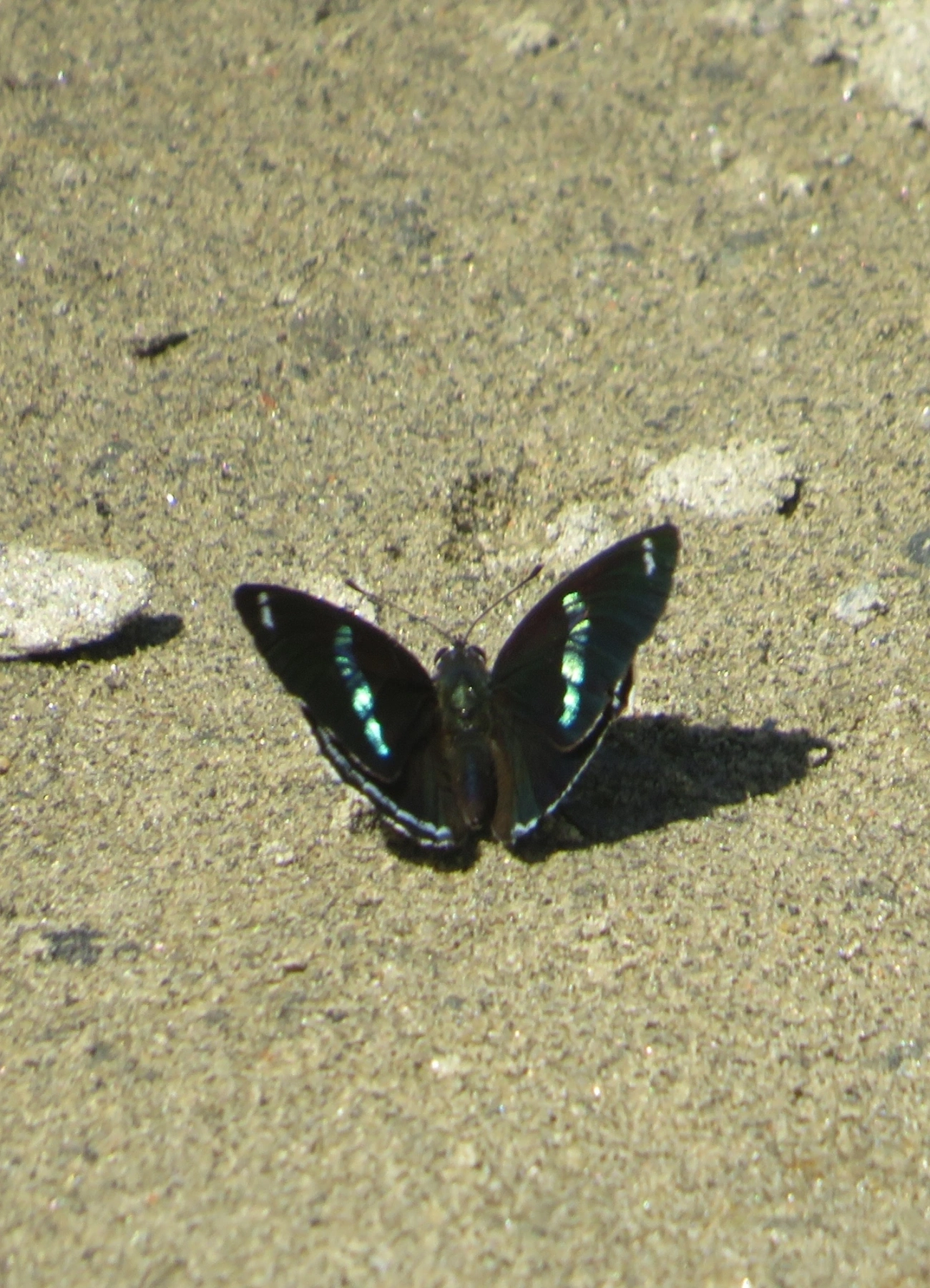 Borboleta-oitenta-e-oito (Diaethria clymena), insetos, fotografado em Maresias, São Sebastião