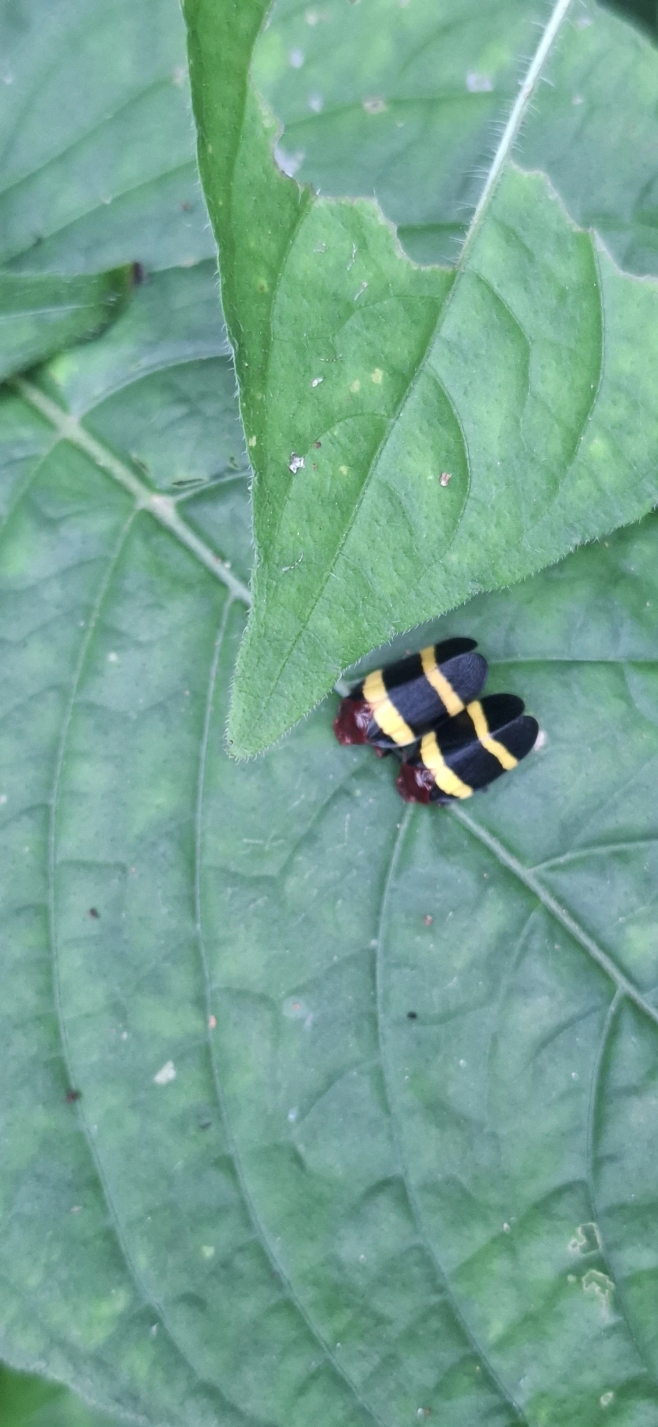 Sphenorhina rubra, insetos, fotografado em Paúba, São Sebastião