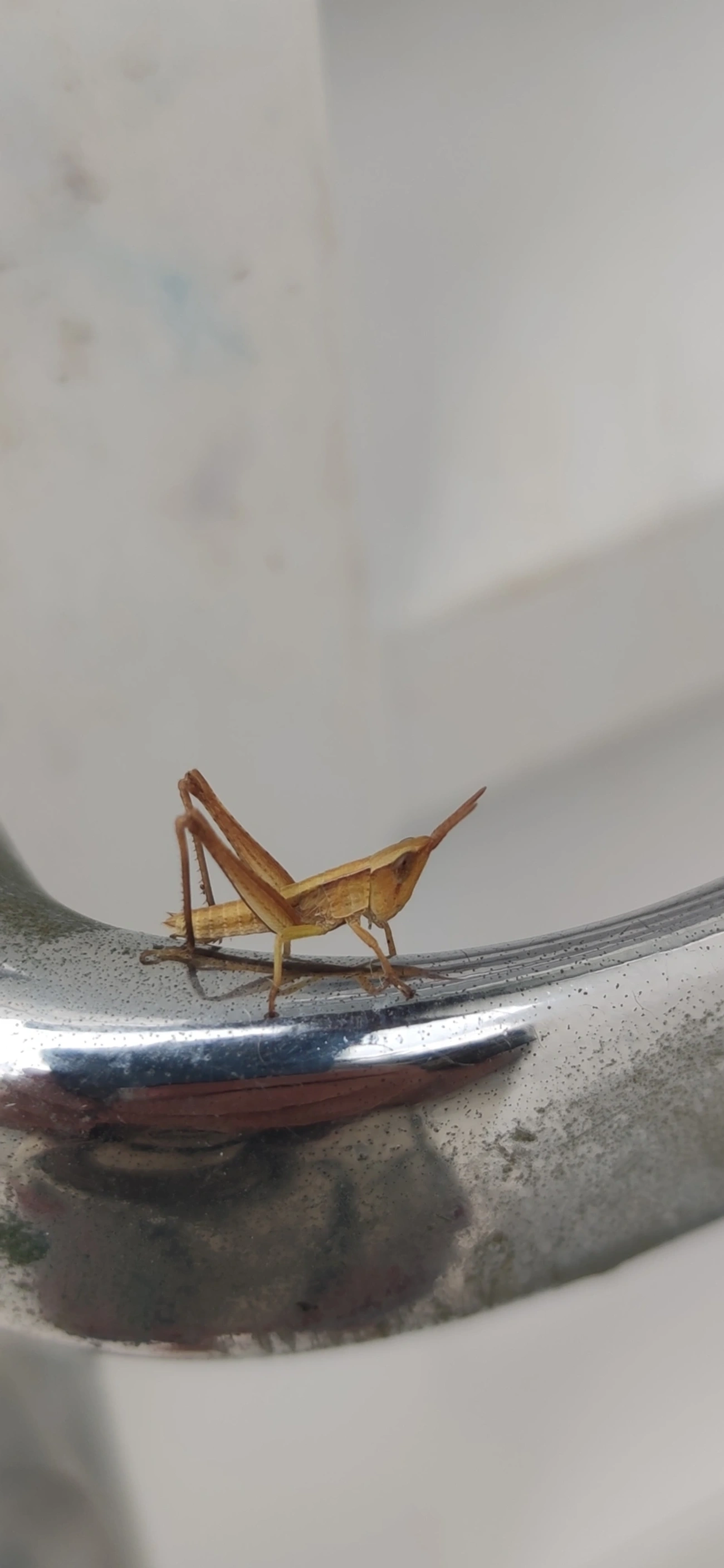 Acridinae, insetos, fotografado em Maresias, São Sebastião
