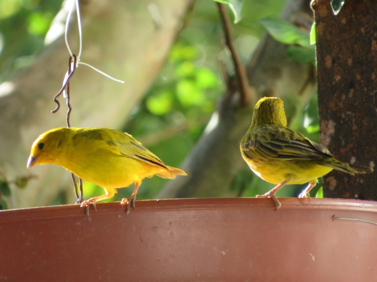 Canário-da-terra-verdadeiro (Sicalis flaveola), aves, fotografado em Maresias, São Sebastião