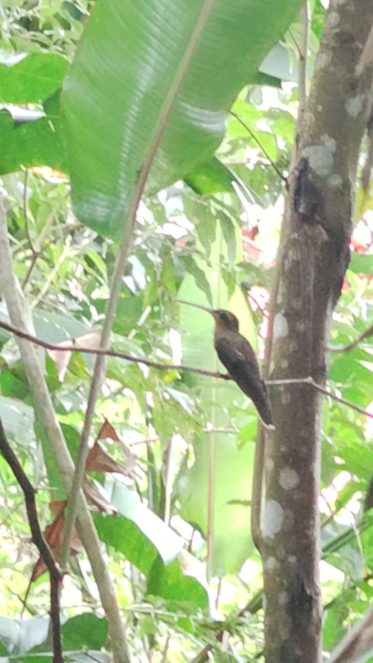 Beija-flor-do-mato (Ramphodon naevius), aves, fotografado em São Paulo