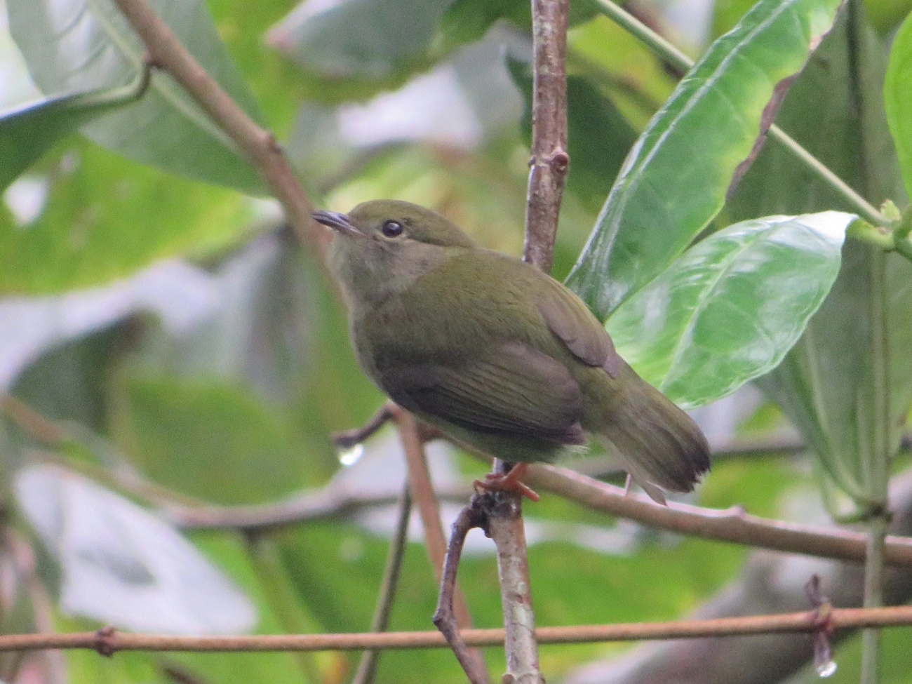 Rendeira (Manacus manacus), aves, fotografado em Maresias, São Sebastião