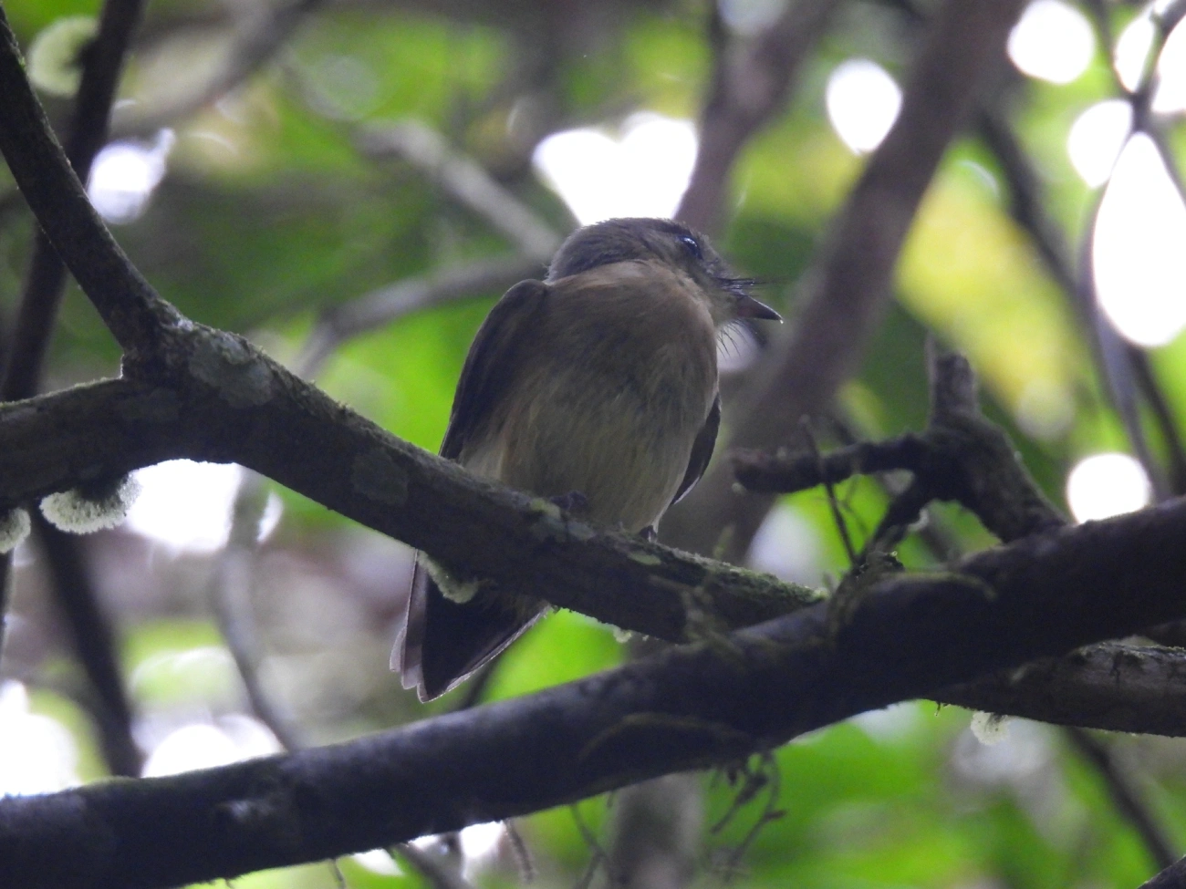 Assanhadinho (Myiobius barbatus), aves, fotografado em Boiçucanga, São Sebastião