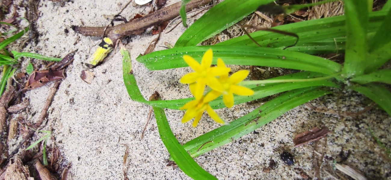 Tiririca-de-Flor-Amarela (Hypoxis decumbens), plantas, fotografado em Paúba, São Sebastião
