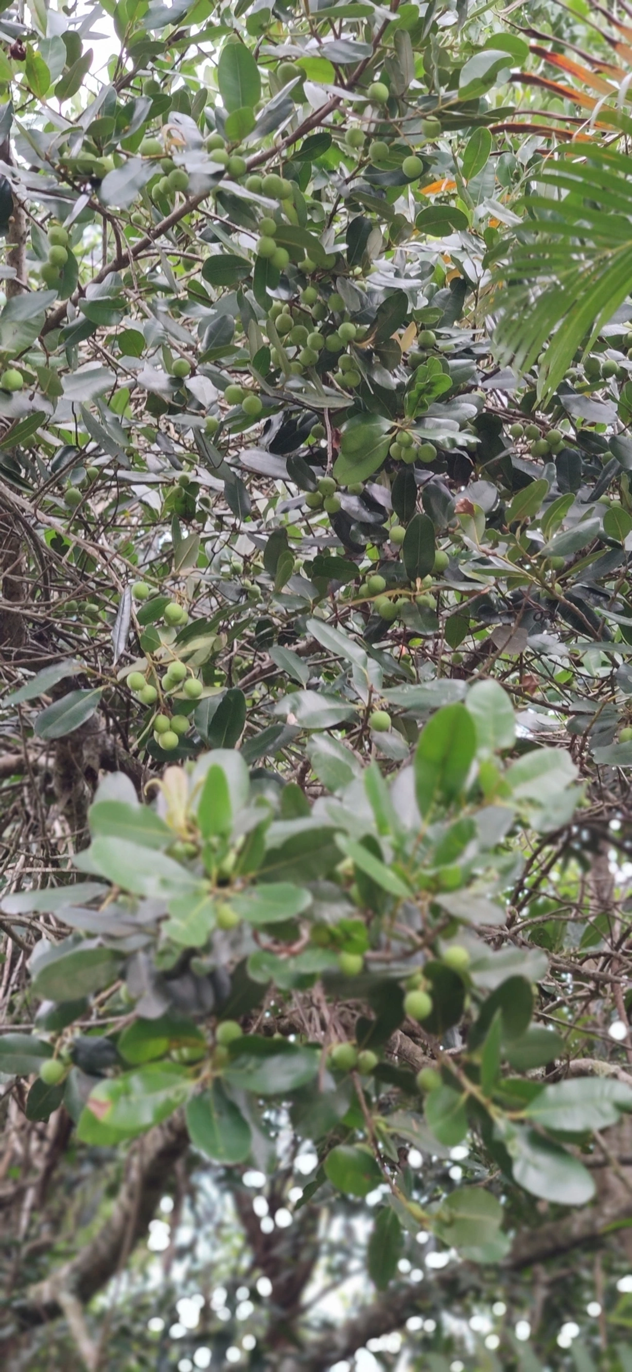 Guanandi (Calophyllum brasiliense), plantas, fotografado em Maresias, São Sebastião