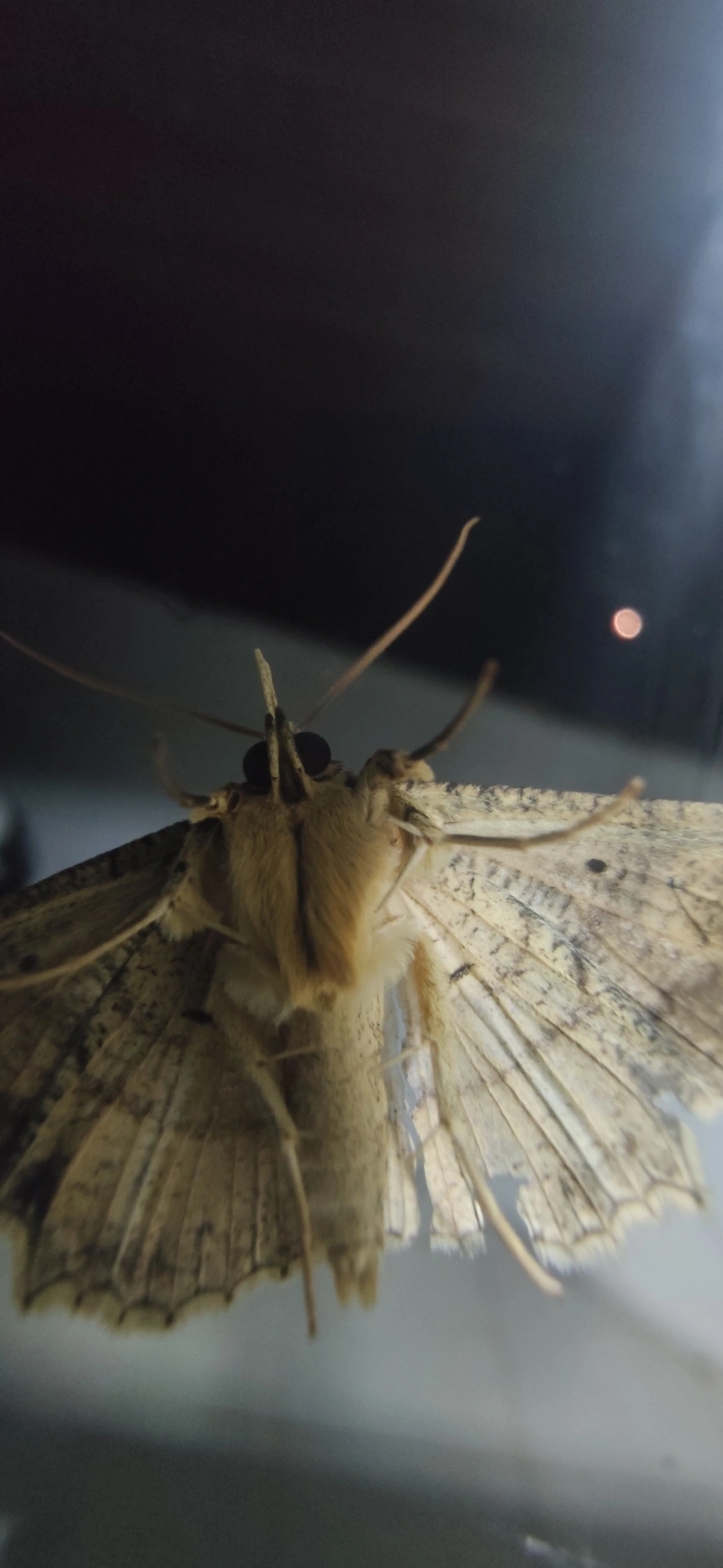 Oxydia, insetos, fotografado em Maresias, São Sebastião
