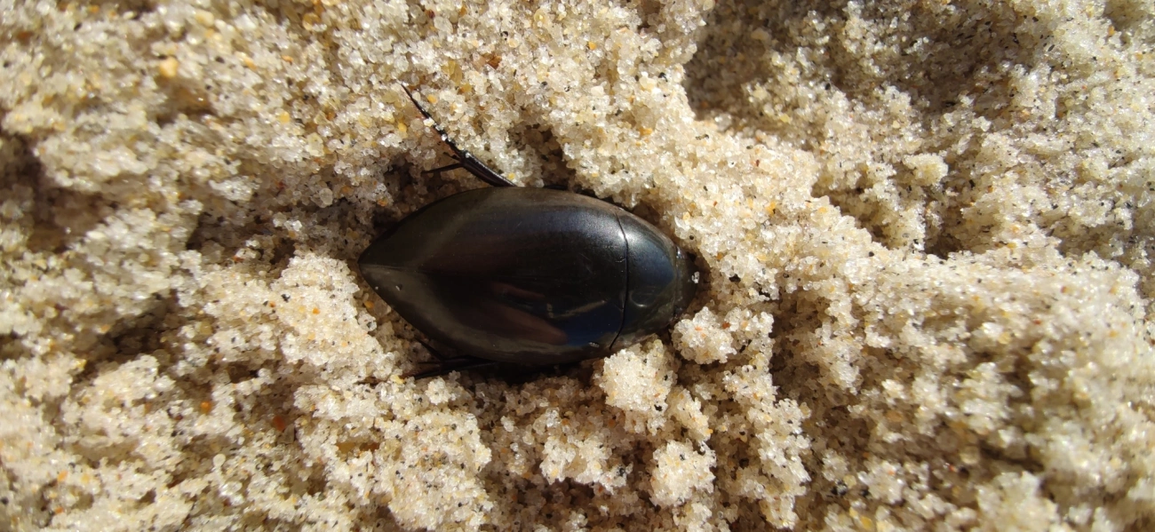 Hydrophilus, insetos, fotografado em Maresias, São Sebastião