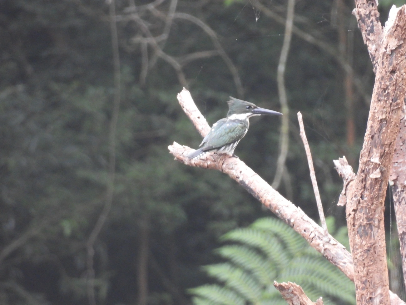 Martim-Pescador-Verde (Chloroceryle amazona), aves, fotografado em Cabreúva