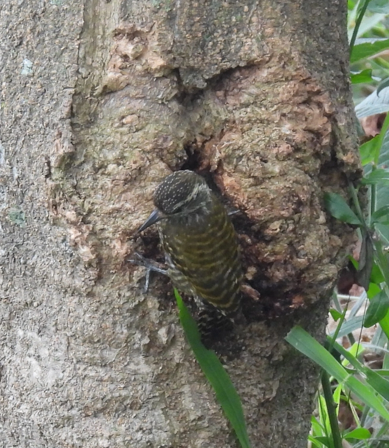 Picapauzinho-verde-carijó (Veniliornis spilogaster), aves, fotografado em Bragança Paulista