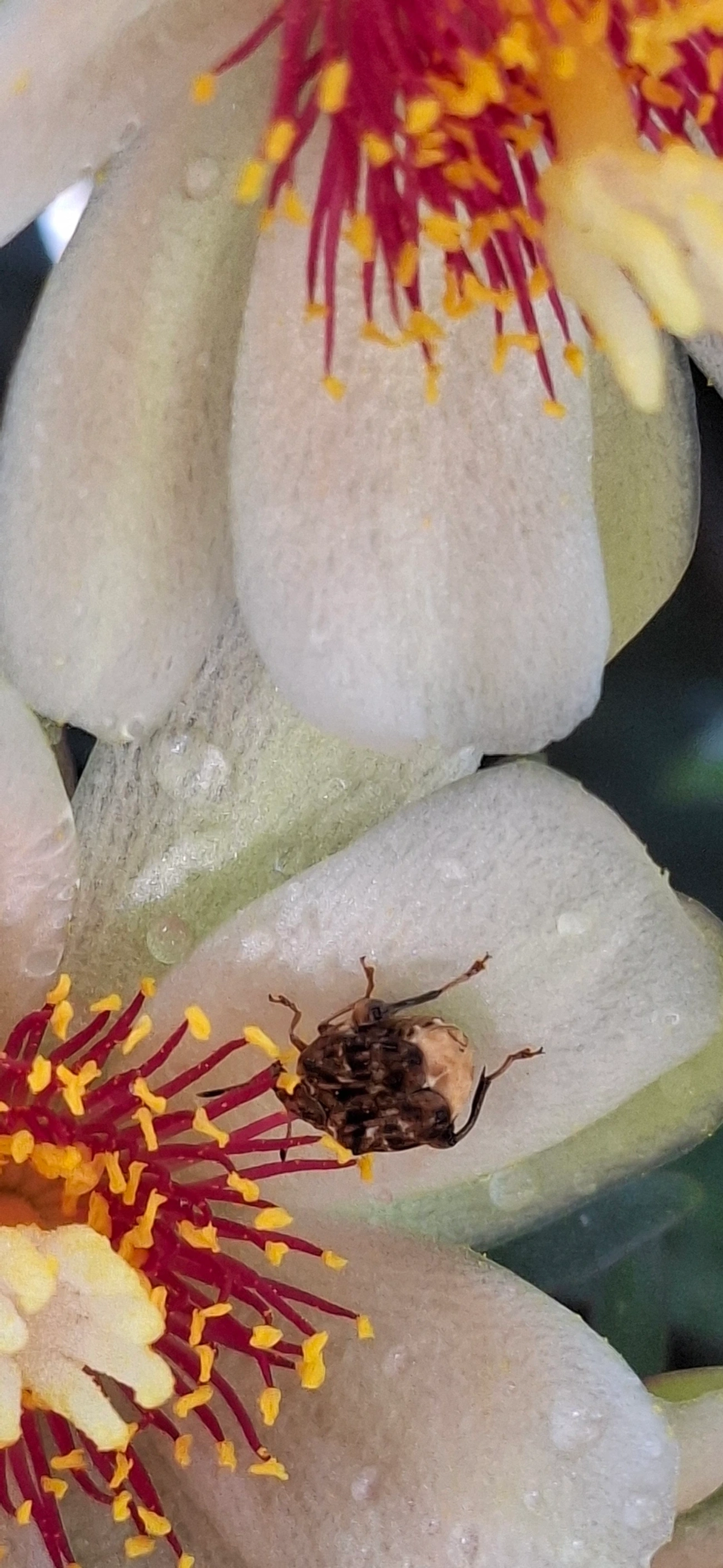 Acanthoscelidina, insetos, fotografado em Maresias, São Sebastião