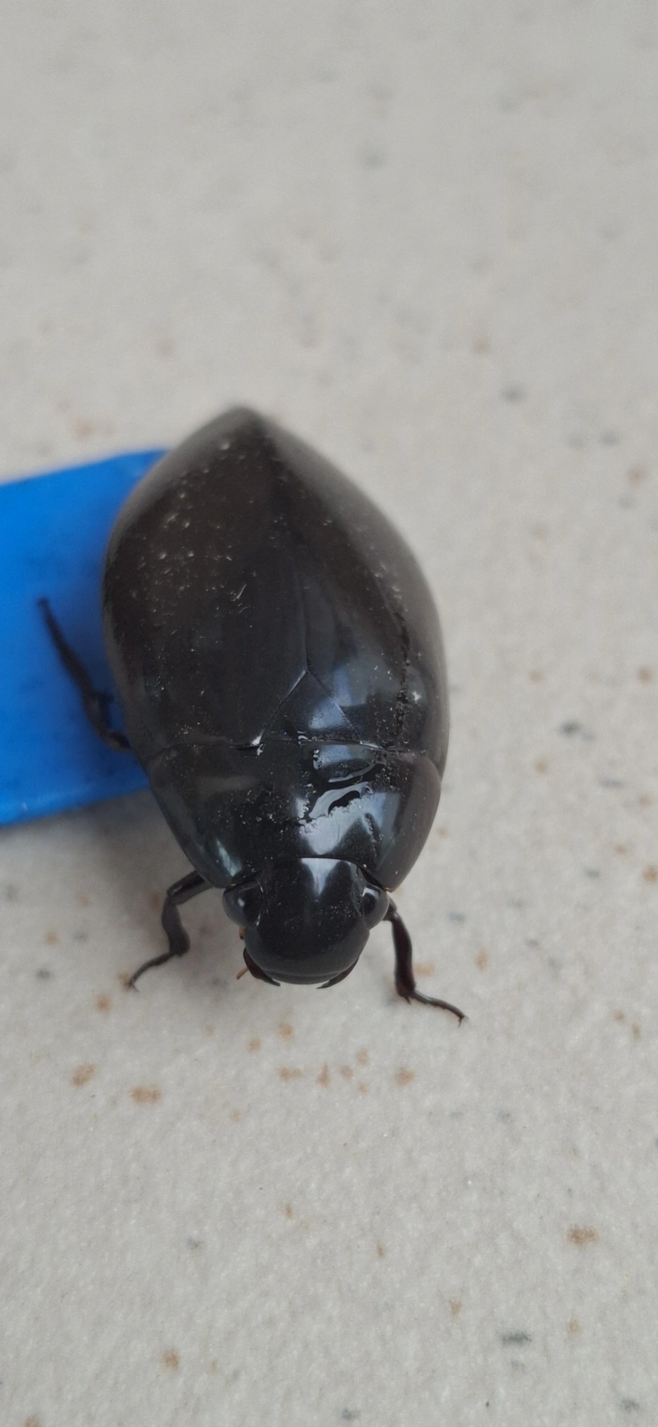Hydrophilus, insetos, fotografado em Maresias, São Sebastião