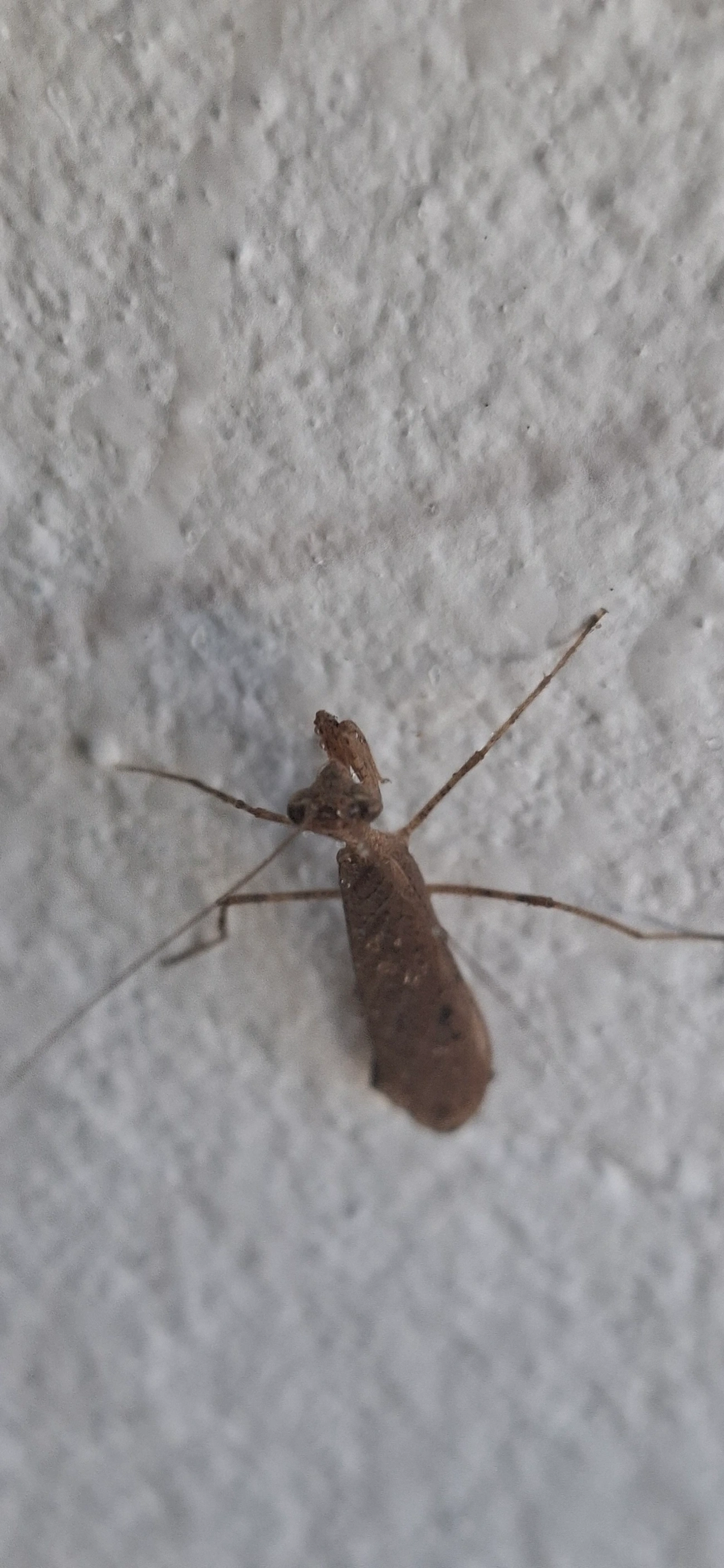 Miobantia, insetos, fotografado em Maresias, São Sebastião
