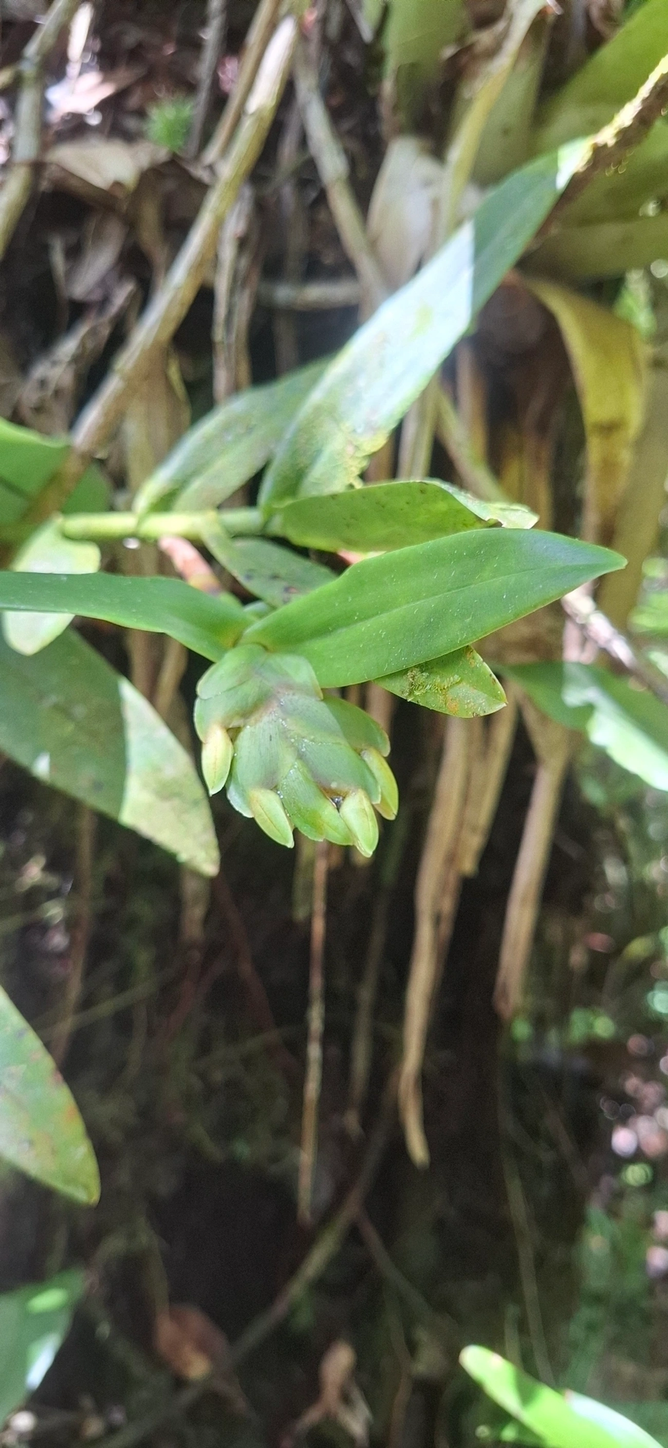 Epidendros (Epidendrum), plantas, fotografado em Queluz