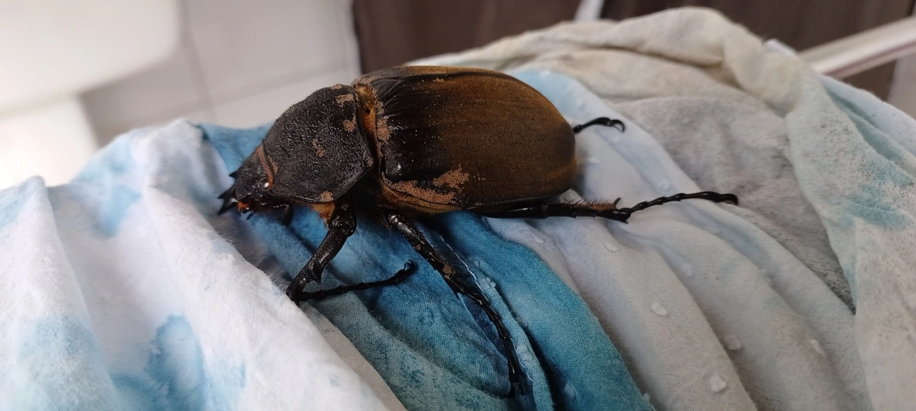 Megasoma, insetos, fotografado em Maresias, São Sebastião