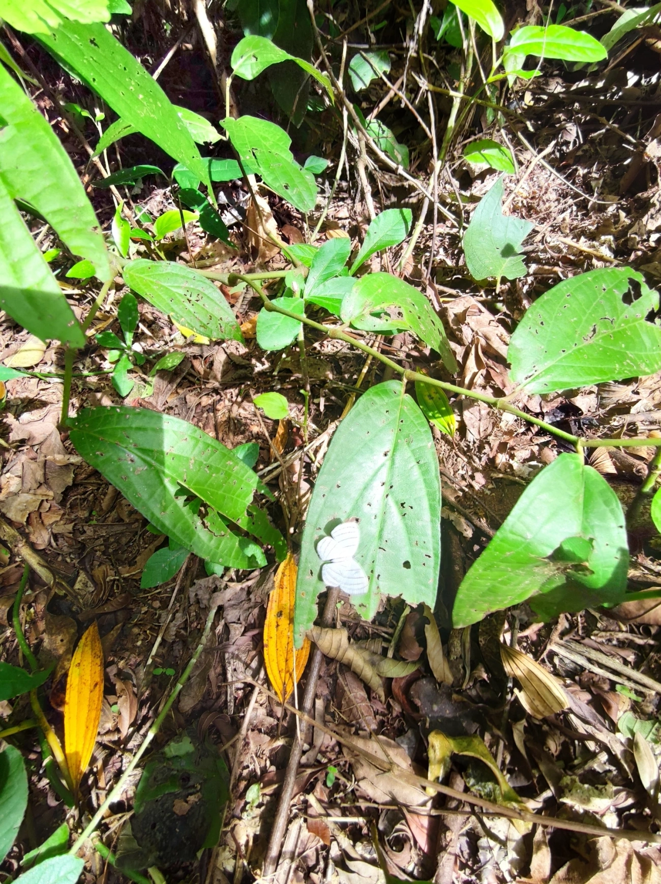 Leucochimona icare, insetos, fotografado em São Sebastião