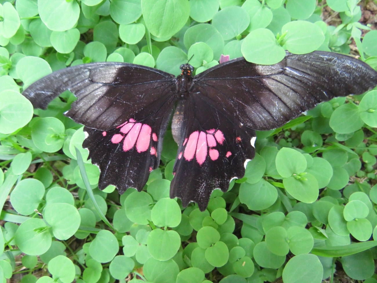 Rosa-de-luto (Heraclides anchisiades), insetos, fotografado em Maresias, São Sebastião