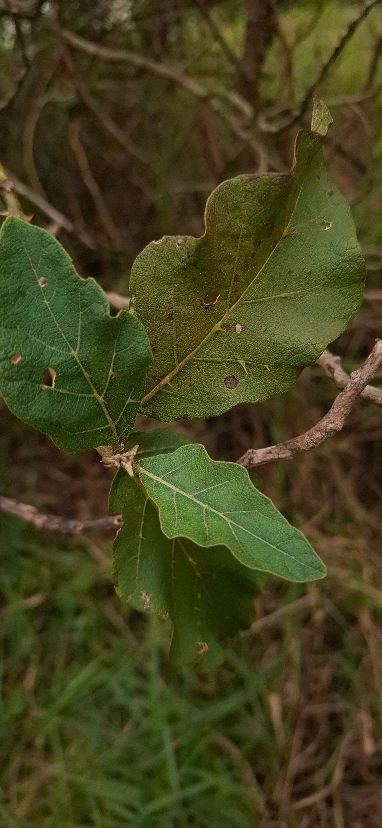 Lobeira (Solanum lycocarpum), plantas, fotografado em Pinheirais, Bragança Paulista