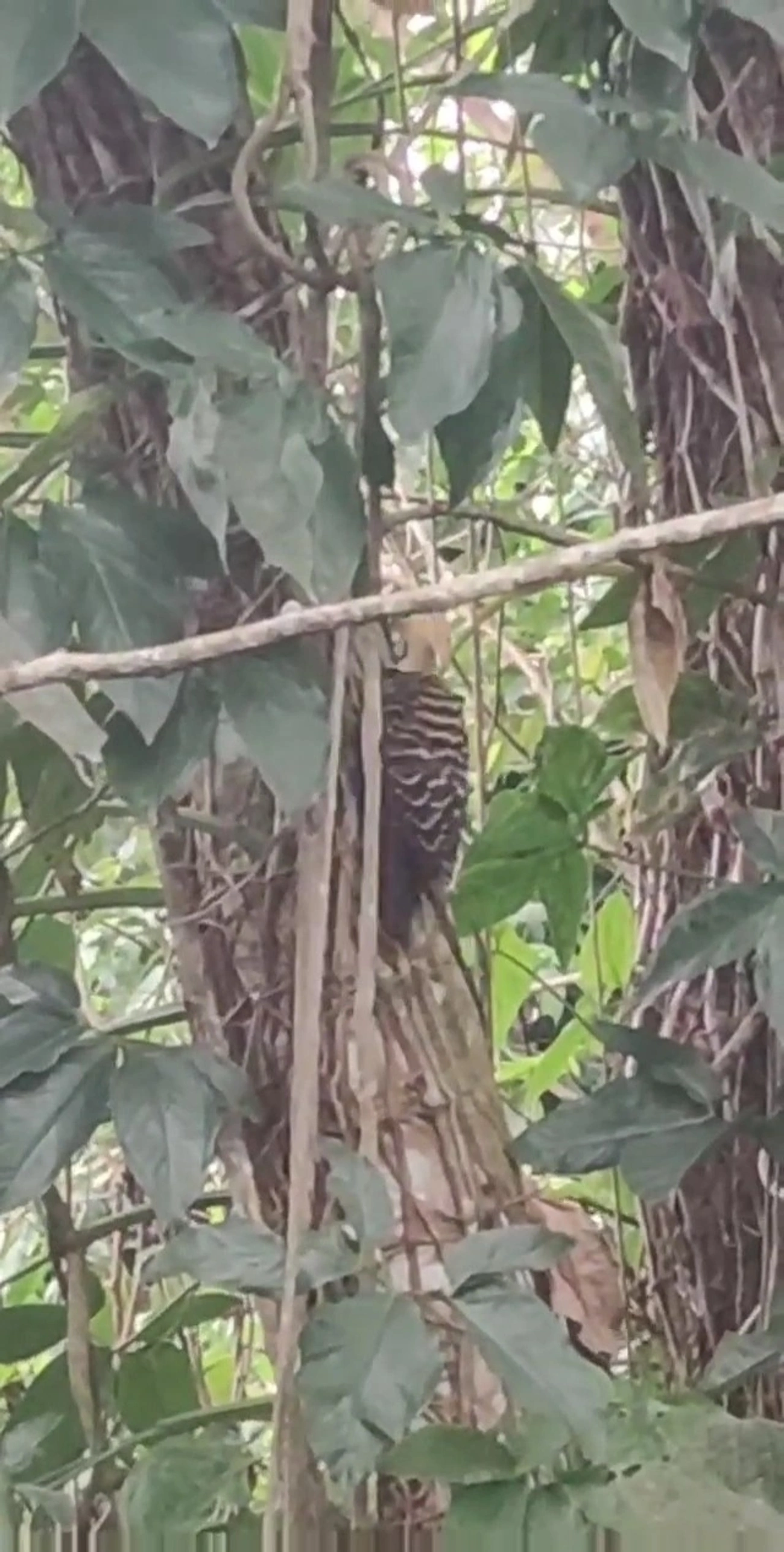 Pica-Pau-de-Cabeça-Amarela (Celeus flavescens), aves, fotografado em Maresias, São Sebastião