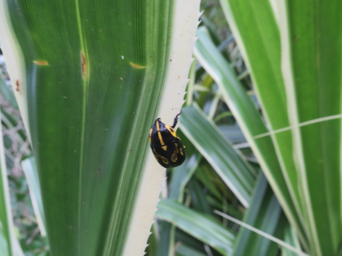 Besouro-da-Roseira (Rutela lineola), insetos, fotografado em Maresias, São Sebastião