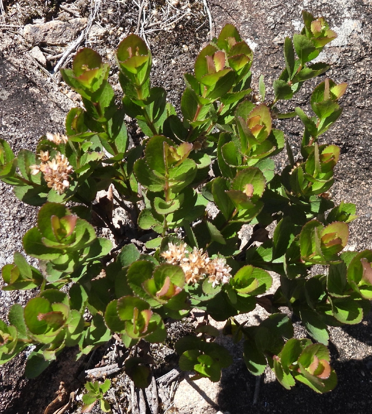 Plantas (Plantae), plantas, fotografado em Engenheiro Passos