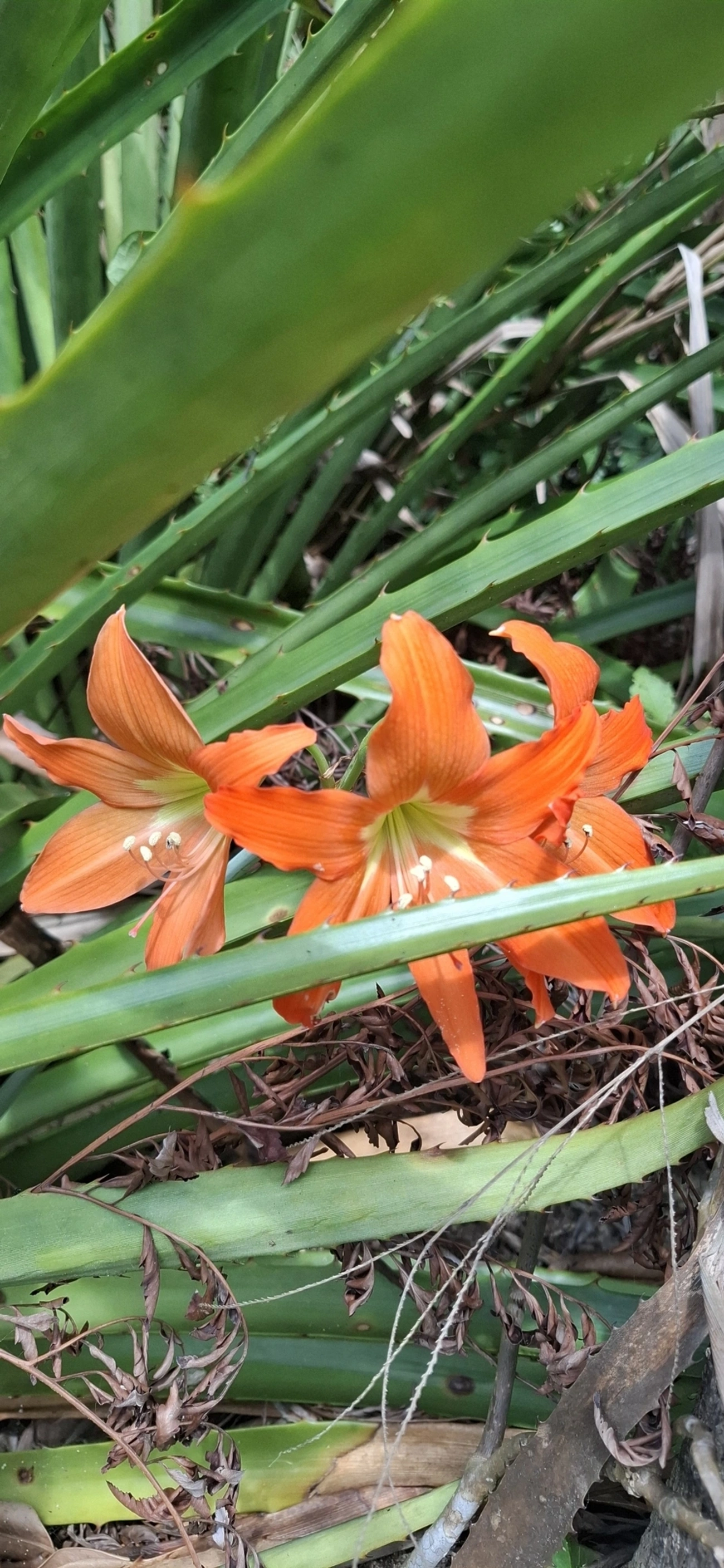 Amarílis (Hippeastrum puniceum), plantas, fotografado em Maresias, São Sebastião