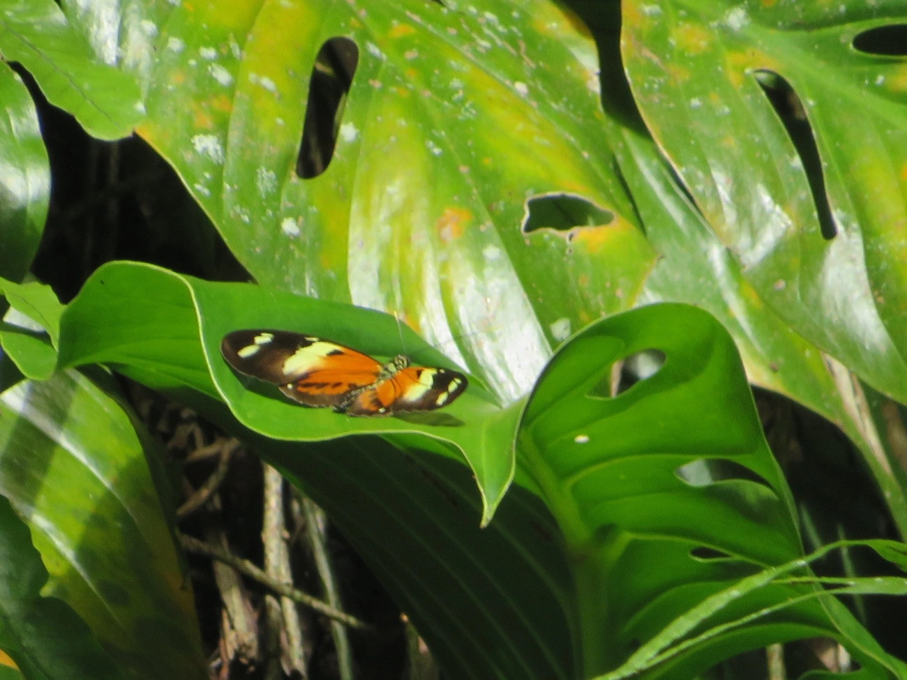 Helicônio-de-numata (Heliconius numata), insetos, fotografado em Paúba, São Sebastião