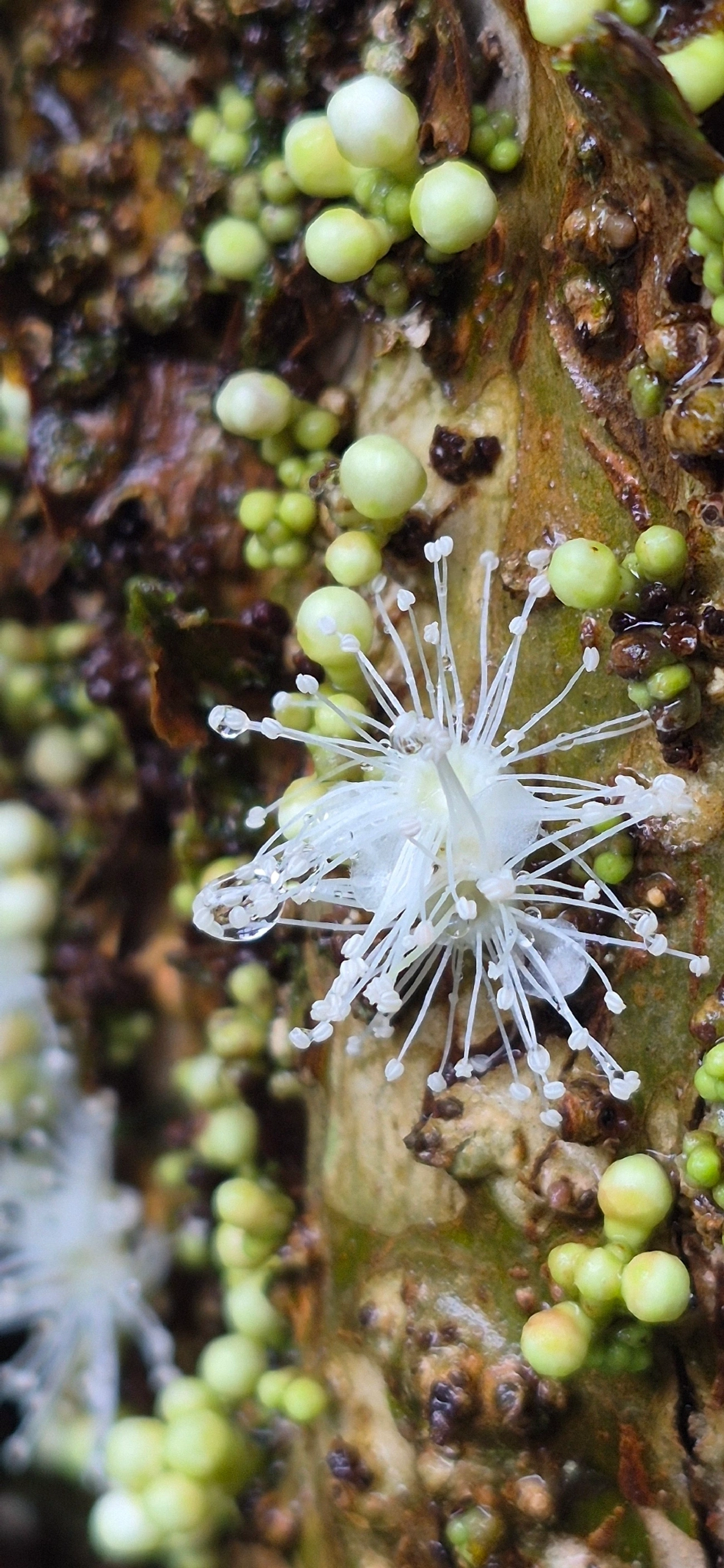 Jaboticabeira (Plinia cauliflora), plantas, fotografado em Maresias, São Sebastião