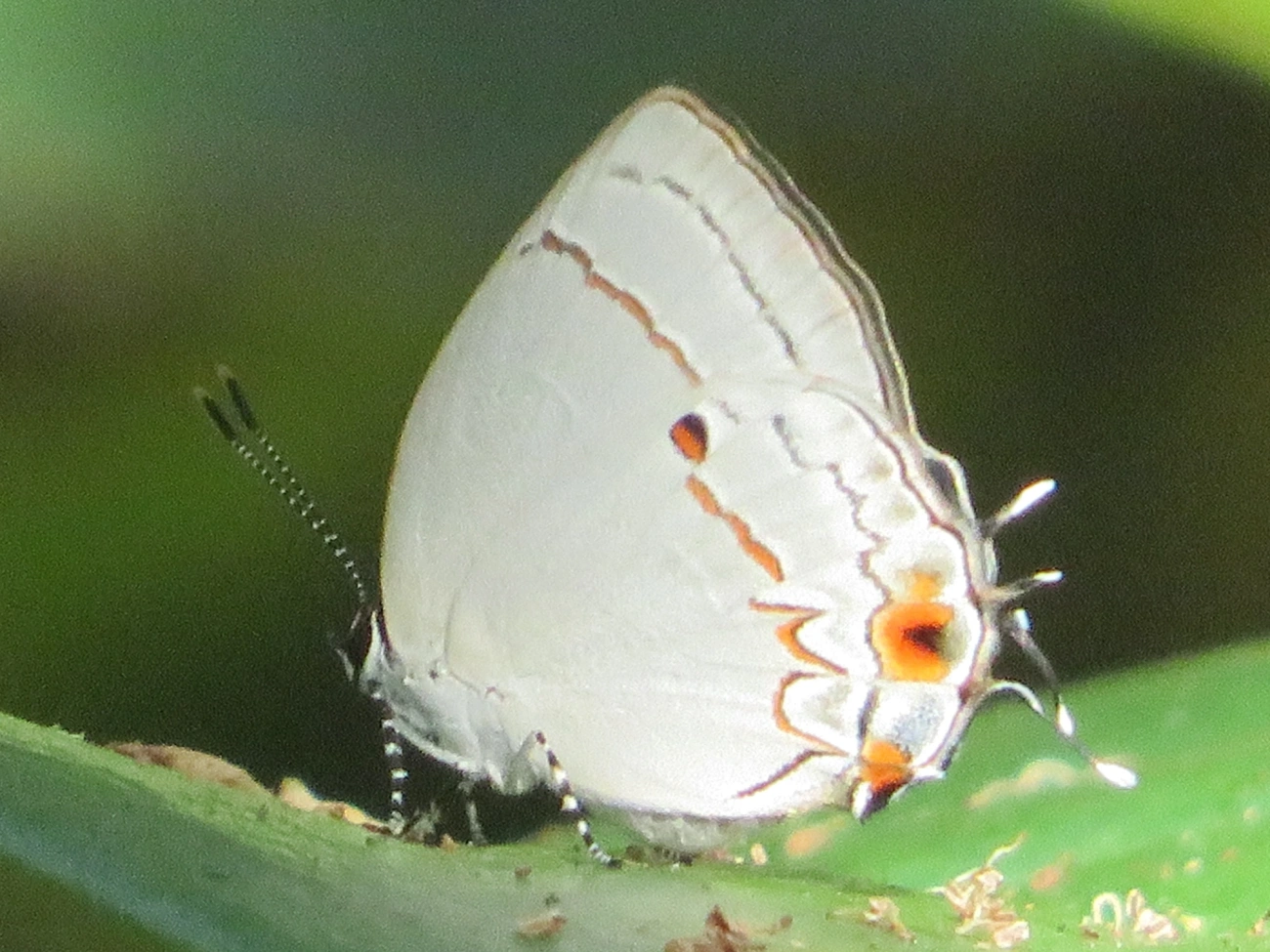Iaspis talayra, insetos, fotografado em Maresias, São Sebastião