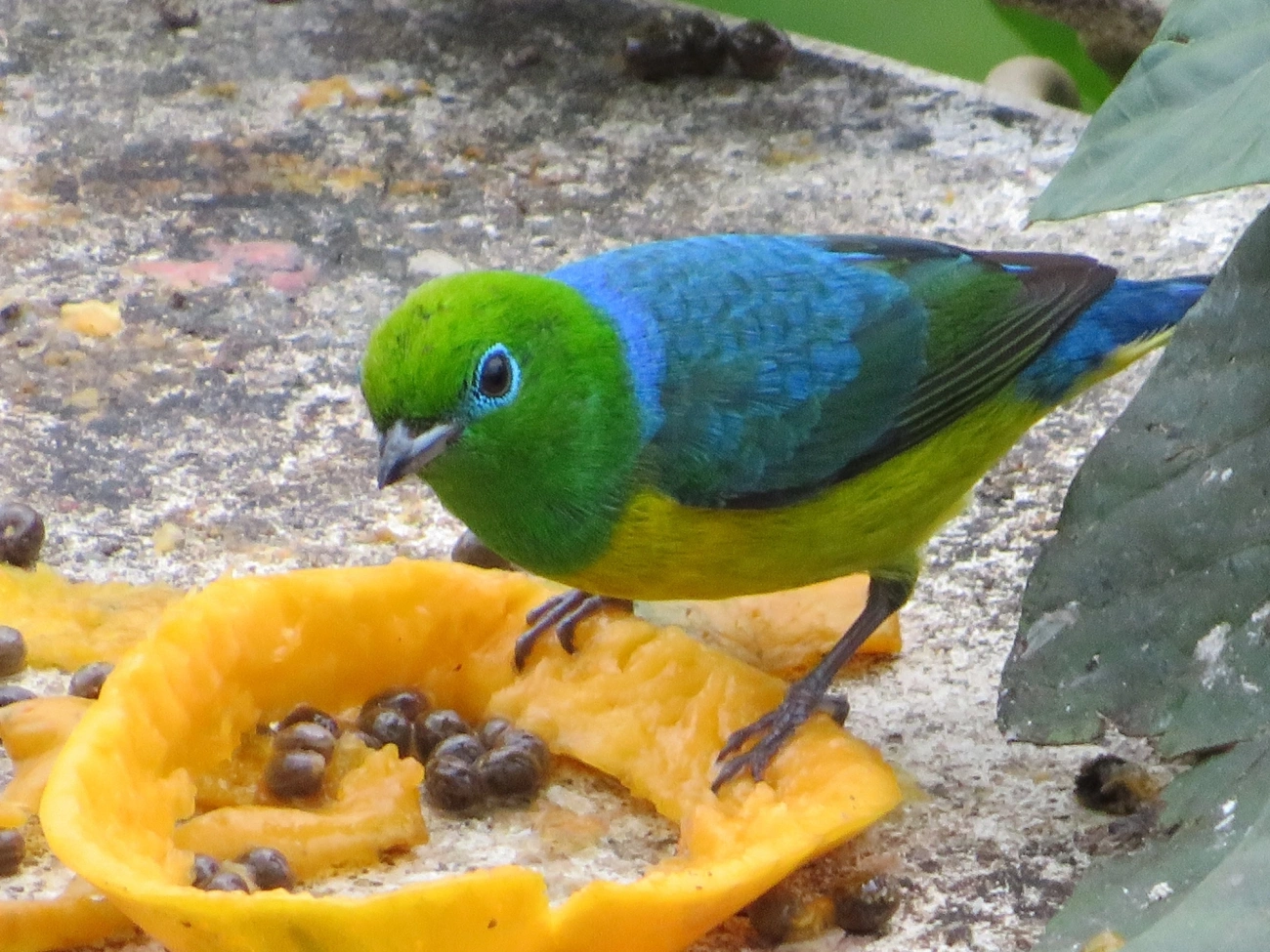 Gaturamo-bandeira (Chlorophonia cyanea), aves, fotografado em Maresias, São Sebastião