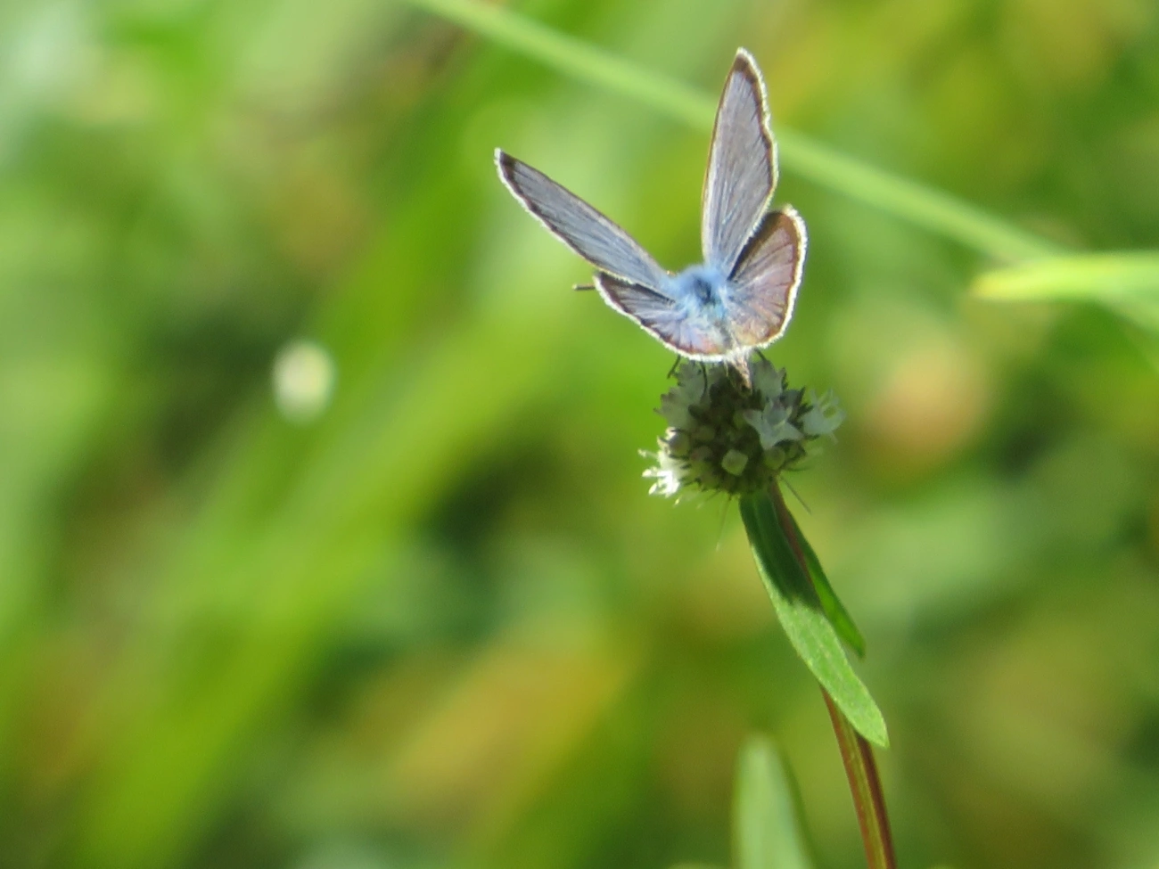 Borboleta-azulzinha-do-trevo (Hemiargus hanno), insetos, fotografado em Maresias, São Sebastião