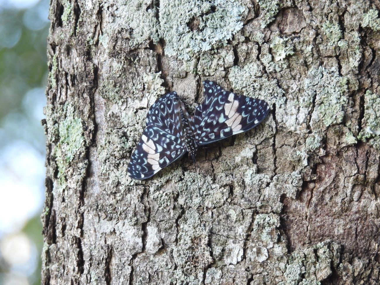 Assenta-pau (Hamadryas amphinome), insetos, fotografado em Bragança Paulista