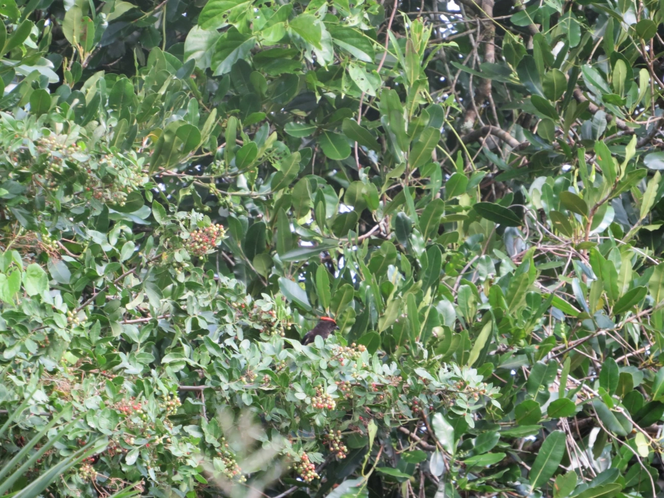 Tiê-galo (Loriotus cristatus), aves, fotografado em Maresias, São Sebastião