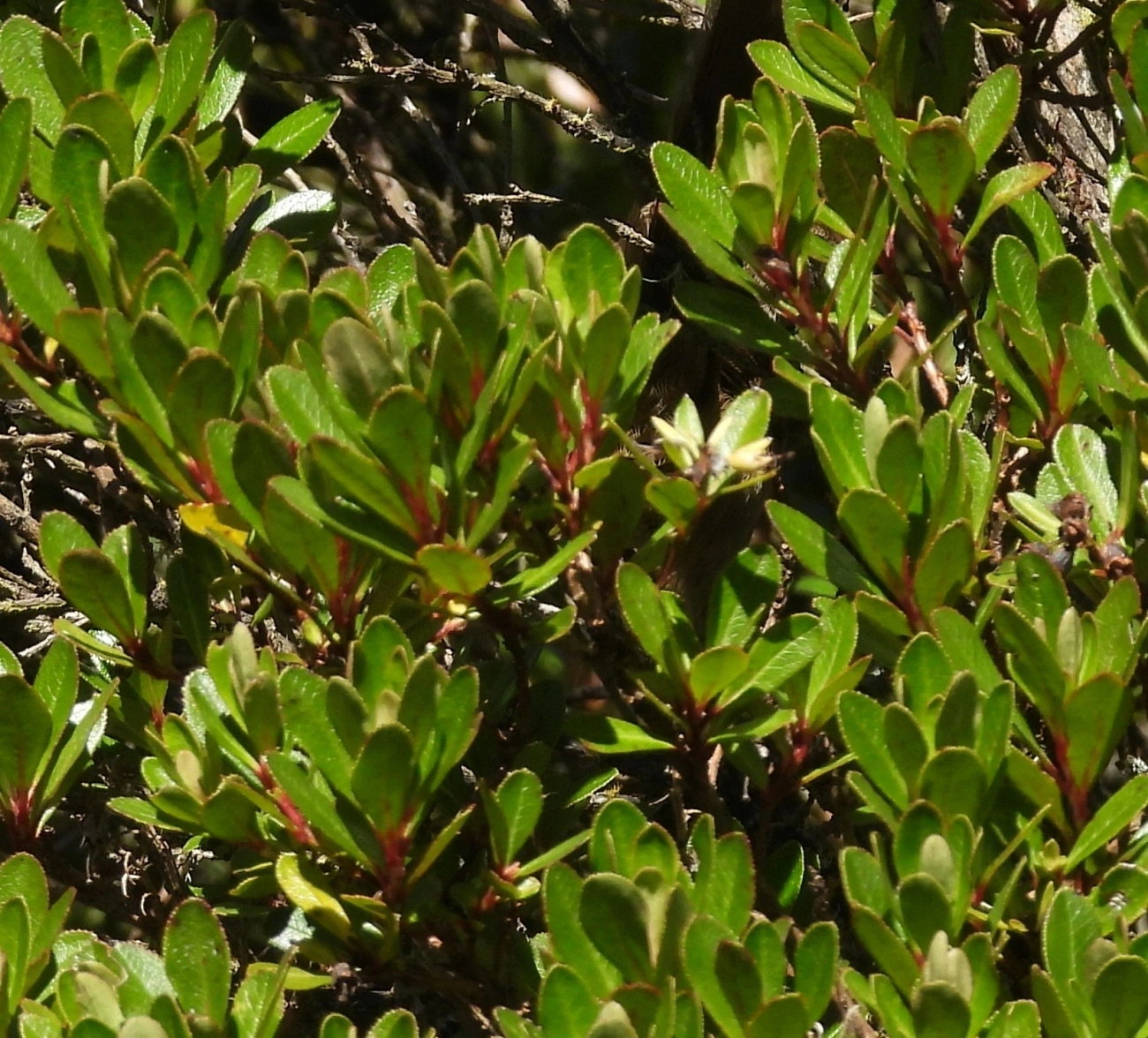Plantas (Plantae), plantas, fotografado em Engenheiro Passos
