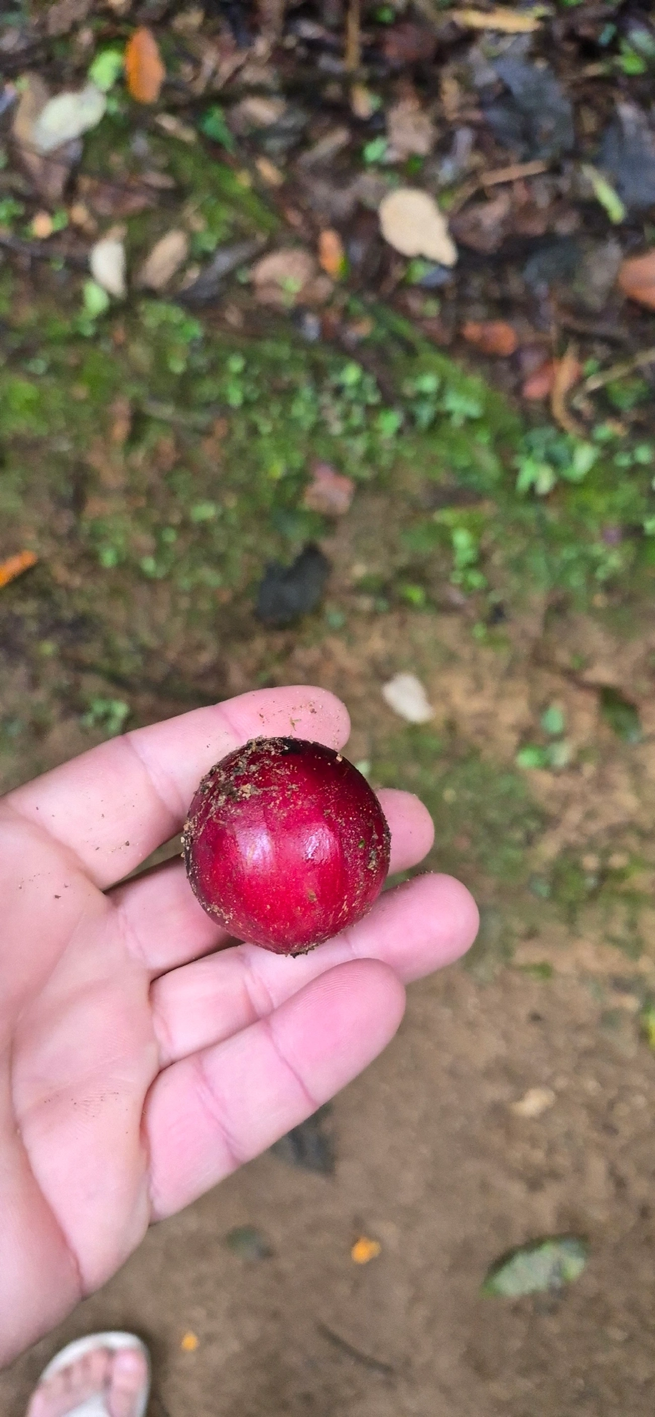 Canjerana (Cabralea canjerana), plantas, fotografado em Serrinha do Alambari