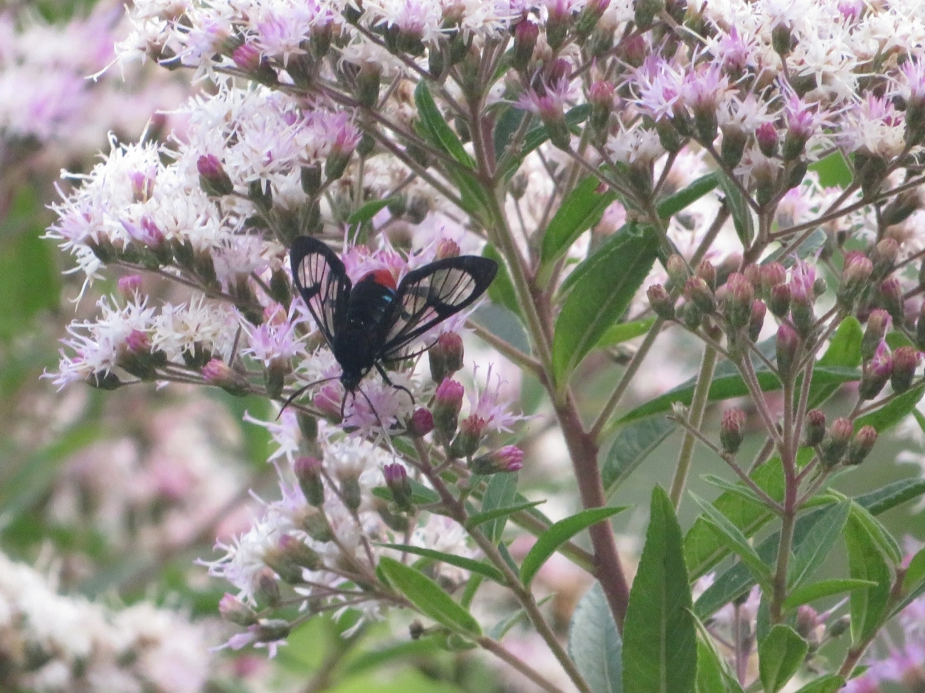 Mariposa-tigre (Gymnelia laennus), insetos, fotografado em Maresias, São Sebastião