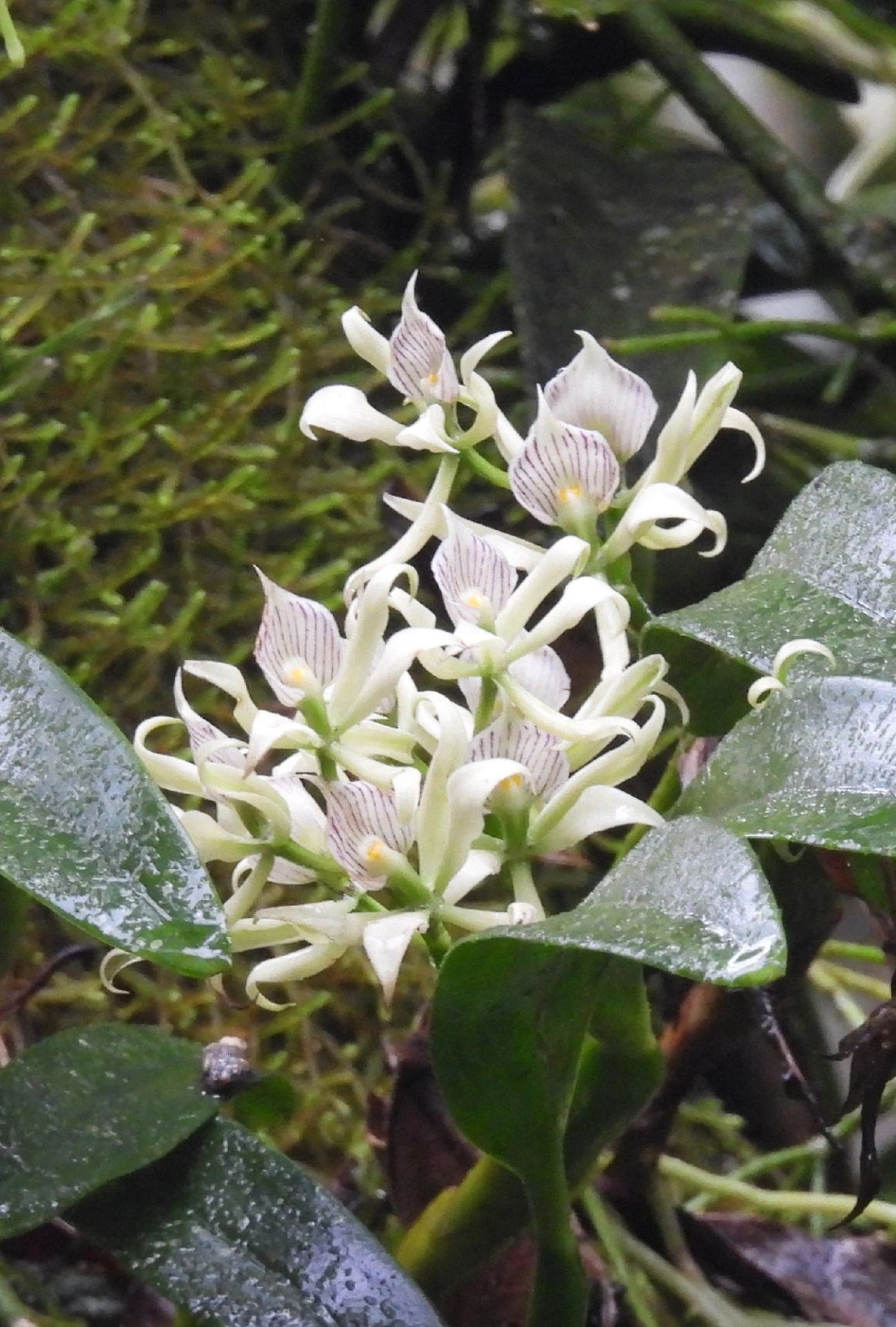 Prosthechea aemula, plantas, fotografado em Boiçucanga, São Sebastião