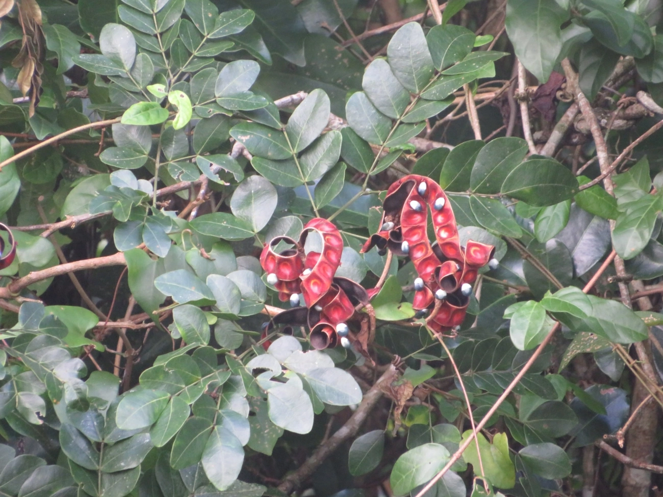 Ingarana (Jupunba trapezifolia micradenia), plantas, fotografado em Maresias, São Sebastião