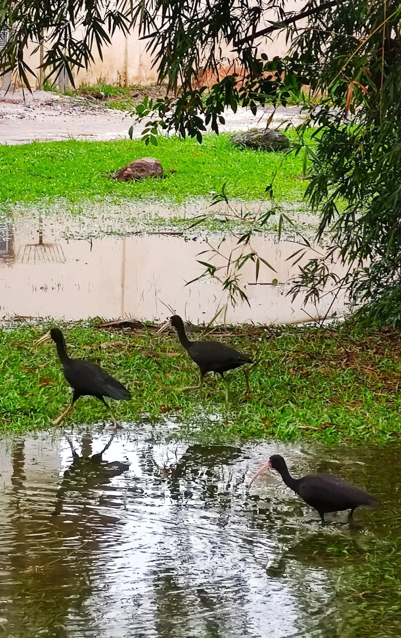 Tapicuru (Phimosus infuscatus), aves, fotografado em Maresias, São Sebastião