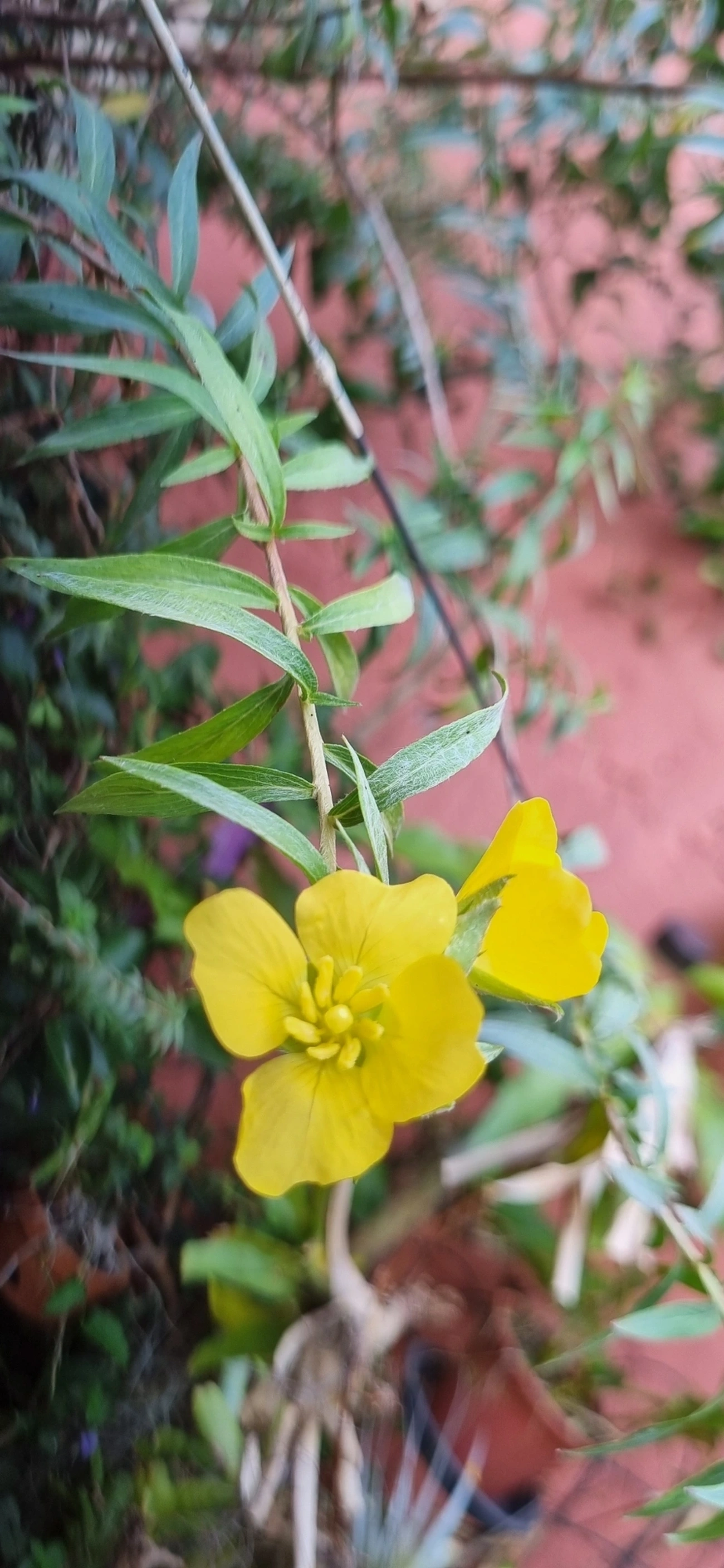 Ludwigia, plantas, fotografado em Indaiá, Caraguatatuba