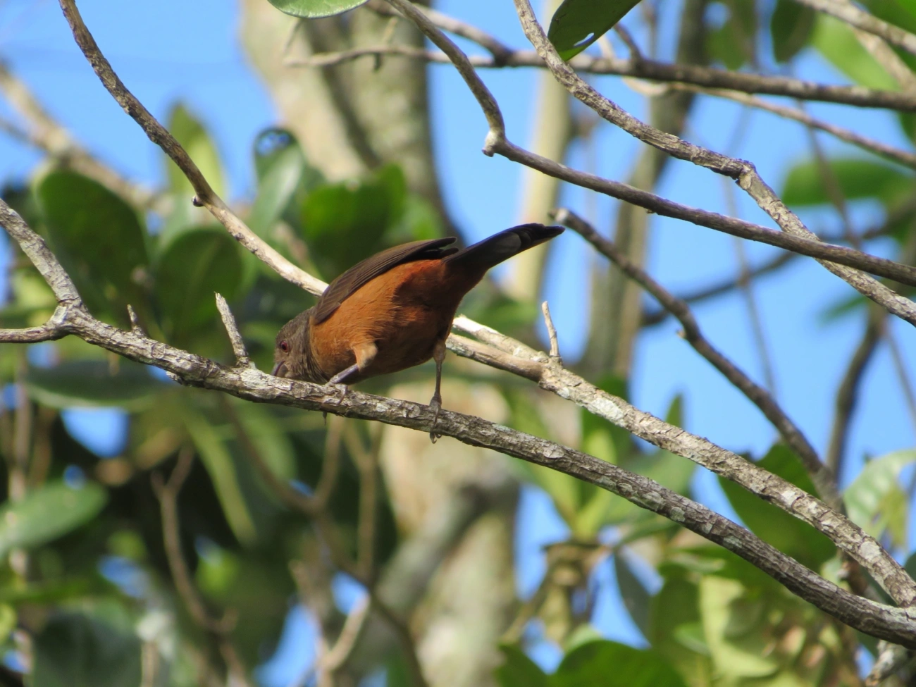 Tiê-sangue (Ramphocelus bresilius), aves, fotografado em Maresias, São Sebastião