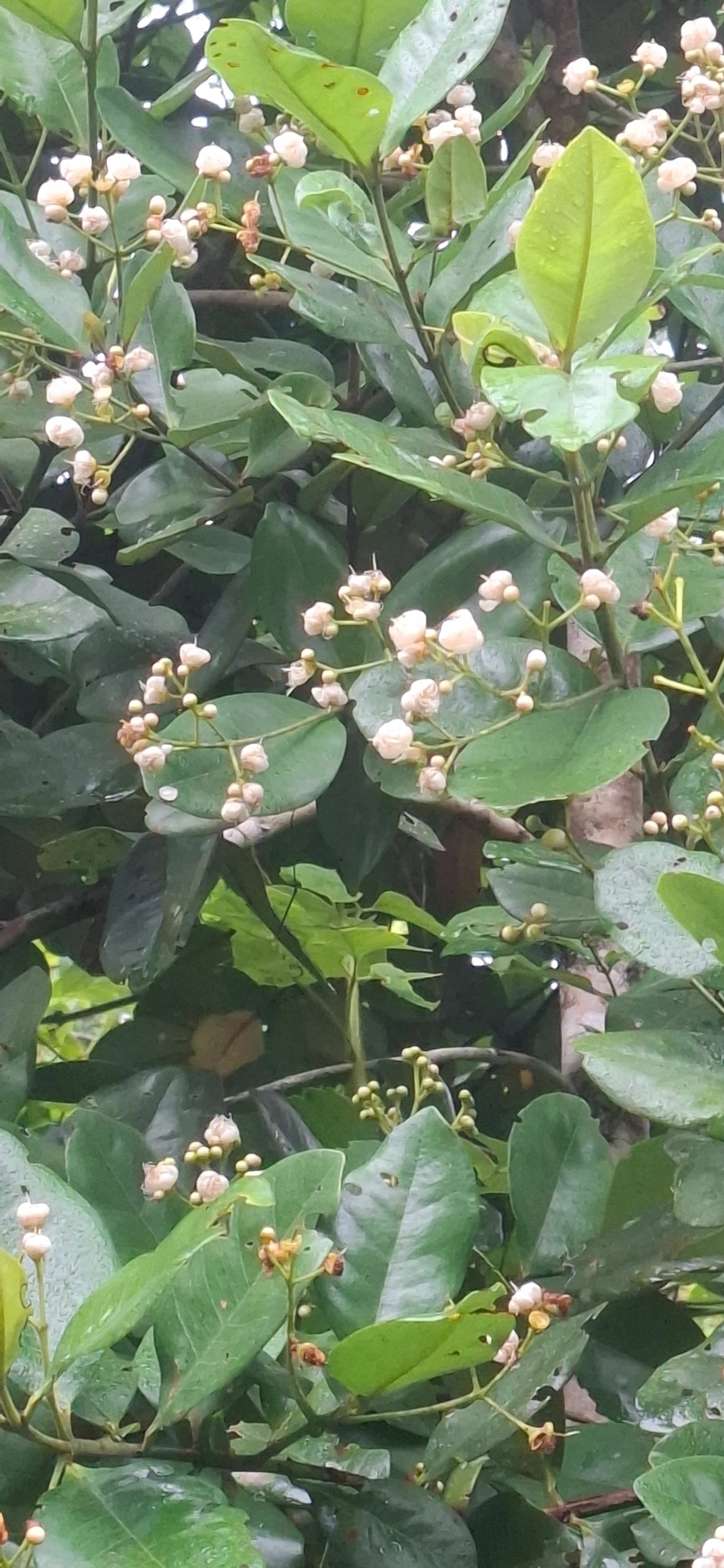 Goiabeiras (Myrteae), plantas, fotografado em Maresias, São Sebastião