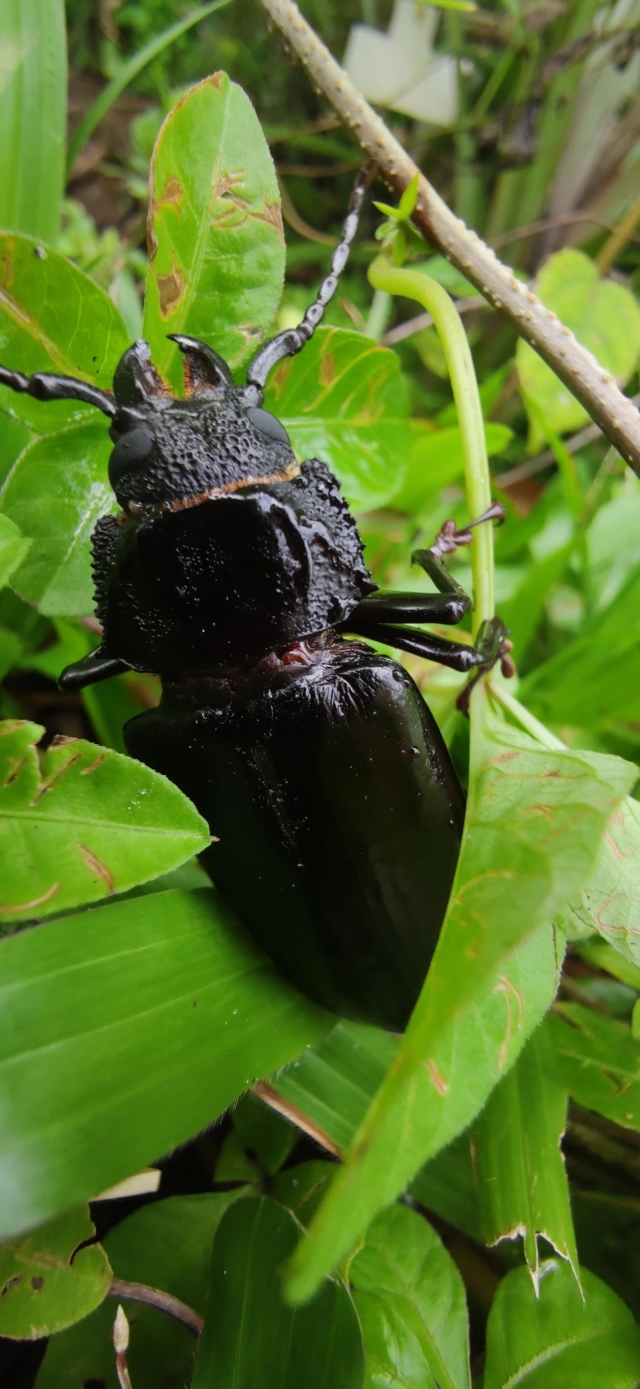 Macrotomini, insetos, fotografado em Maresias, São Sebastião