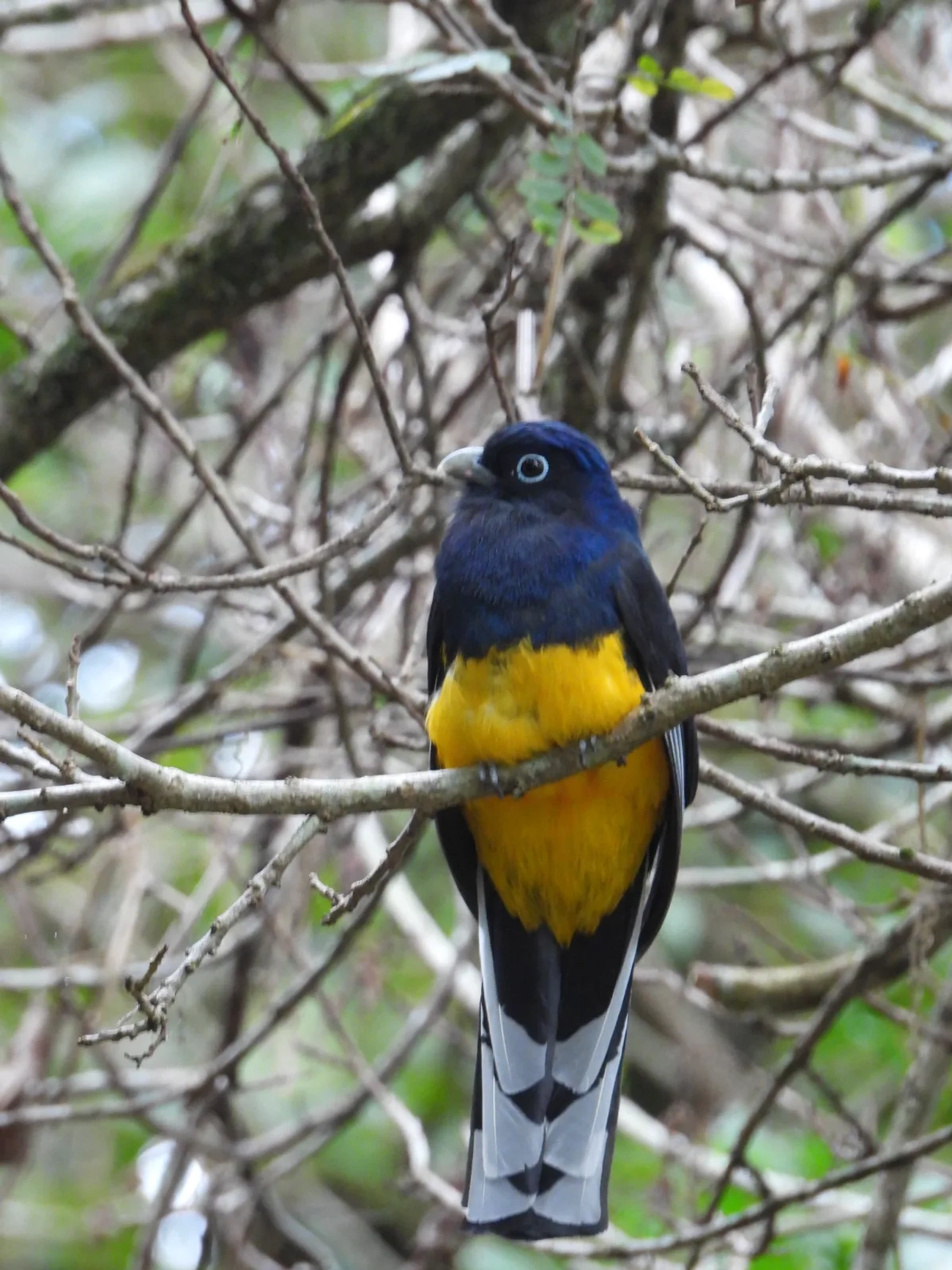 Surucuá-de-barriga-amarela (Trogon viridis), aves, fotografado em Maresias, São Sebastião