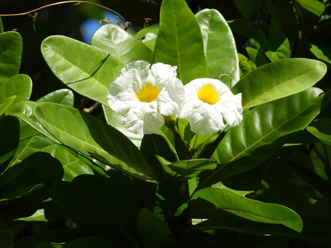 Caixeta (Tabebuia cassinoides), plantas, fotografado em São Paulo